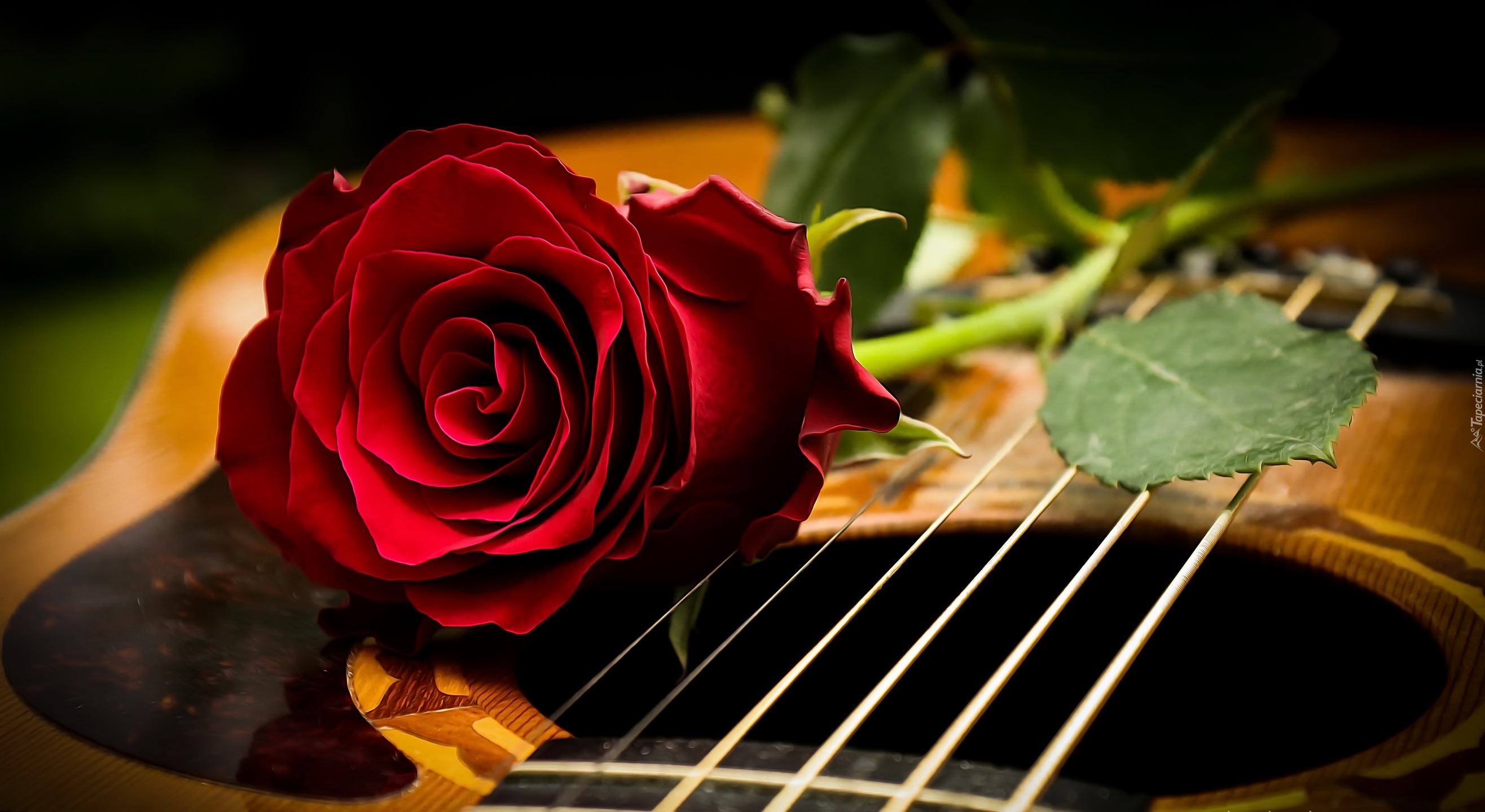 Czerwona, Róża, Gitara