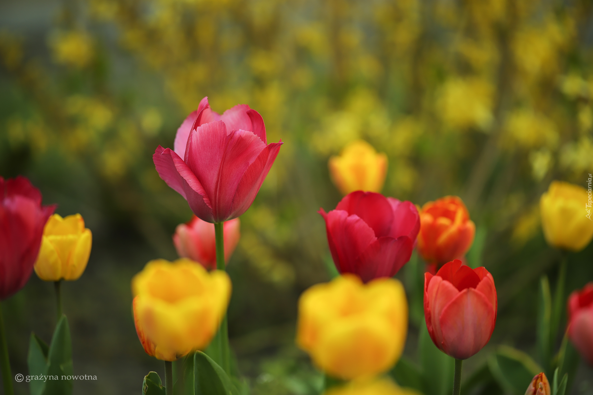 Tulipany, Czerwone, Żółte, Kwiaty