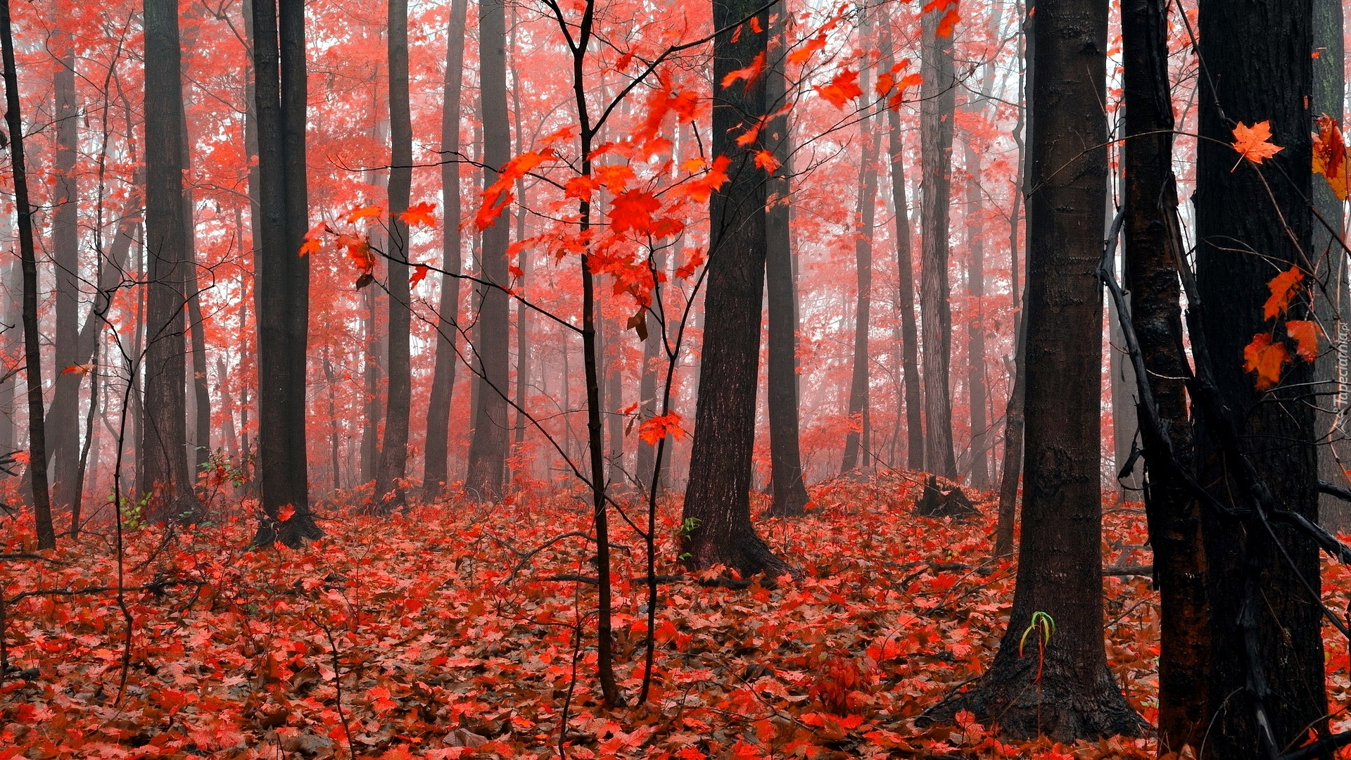 Jesień, Las, Drzewa, Czerwone, Liście
