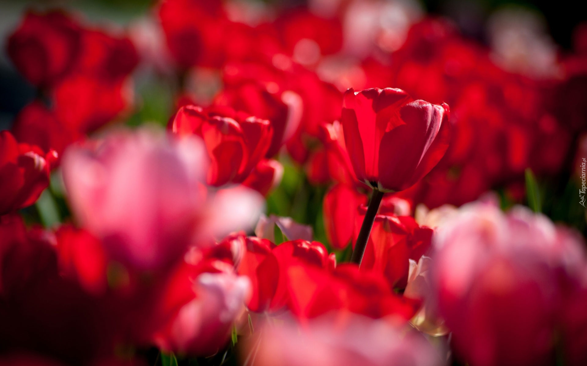 Czerwone, Tulipany, Rozmycie