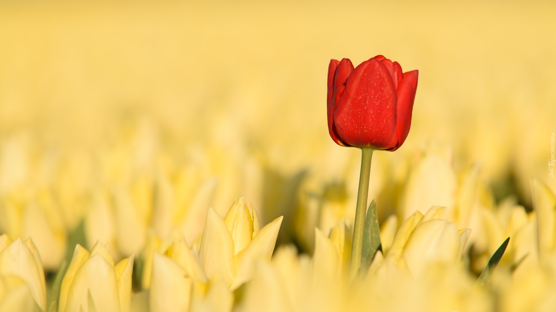 Kwiaty, Czerwony, Tulipan, Żółte, Tulipany