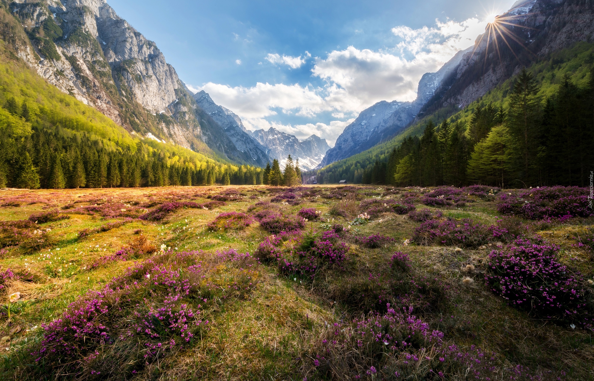 Słowenia, Dolina Krma, Góry Alpy Julijskie, Drzewa, Kwiaty, Wrzosy, Promienie słońca, Wrzosowisko