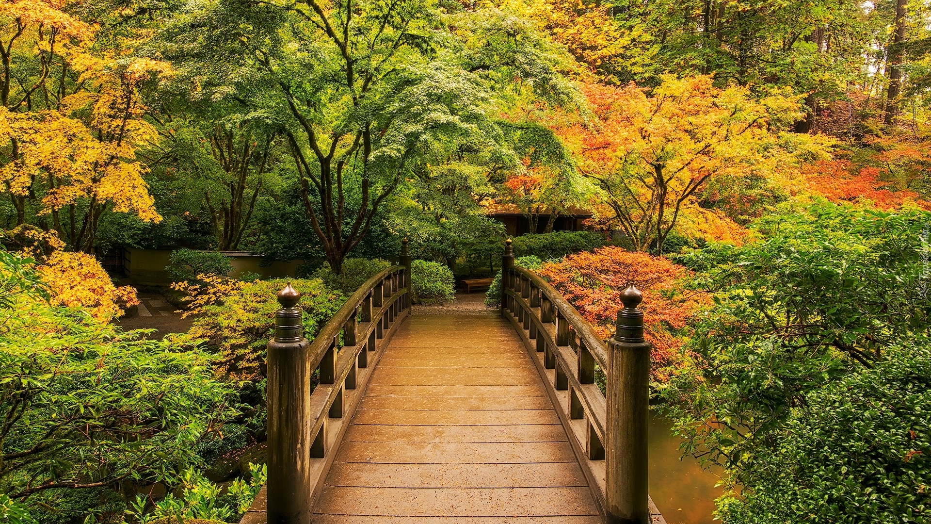 Ogród japoński, Park, Drzewa, Krzewy, Drewniany, Most, Staw, Portland, Oregon, Stany Zjednoczone