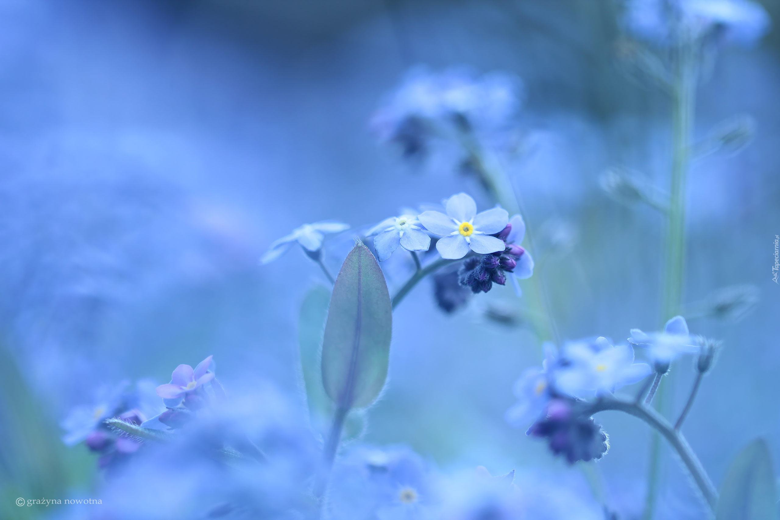 Niezapominajki, Niebieskie, Kwiatki