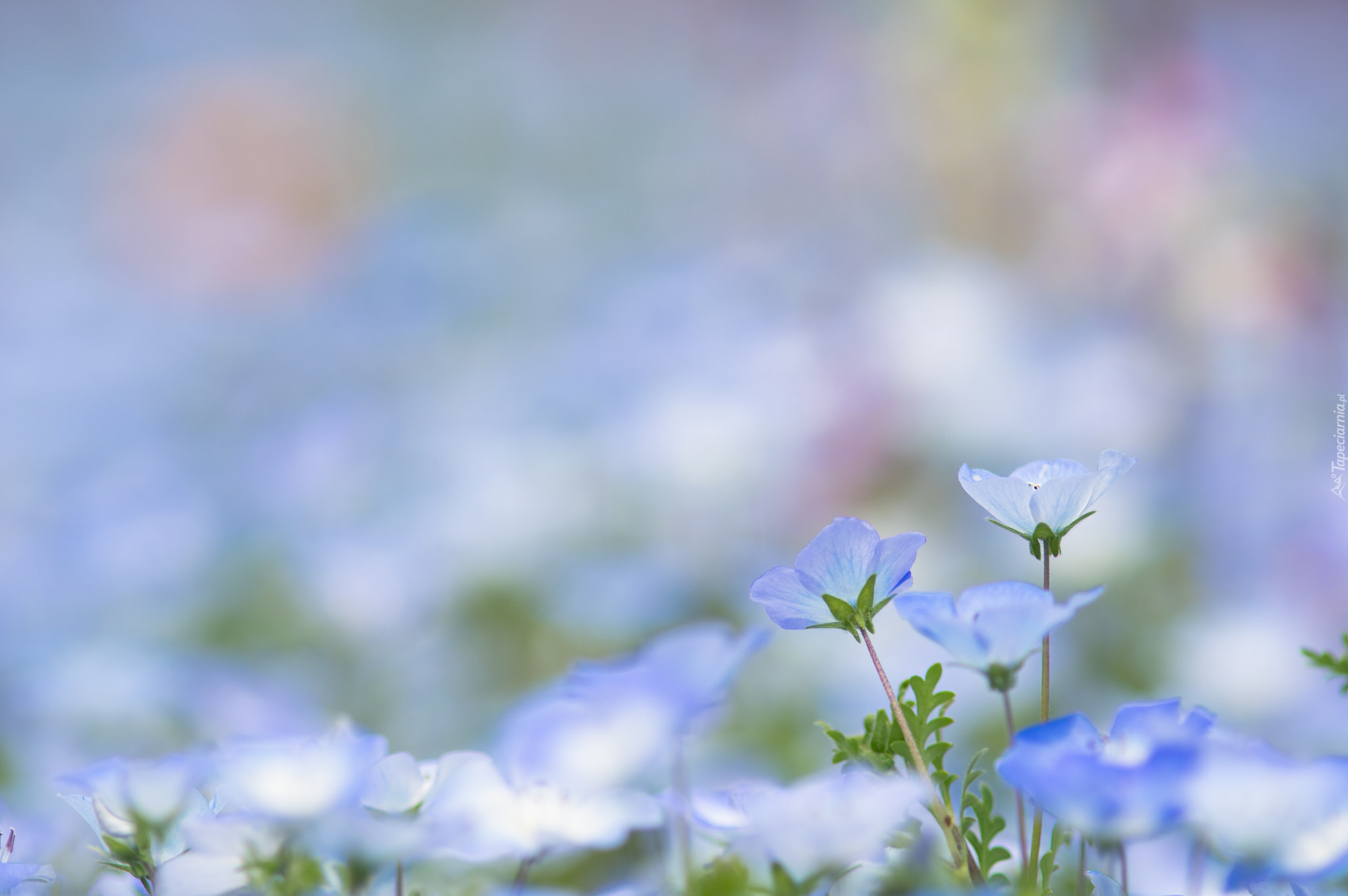 Niebieskie, Kwiatki, Rozmyte tło
