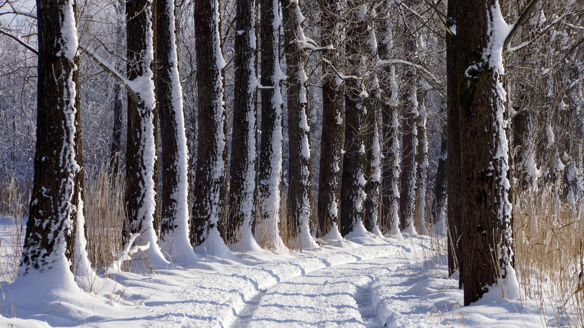 Zima, Droga, Drzewa, Śnieg, Koleiny