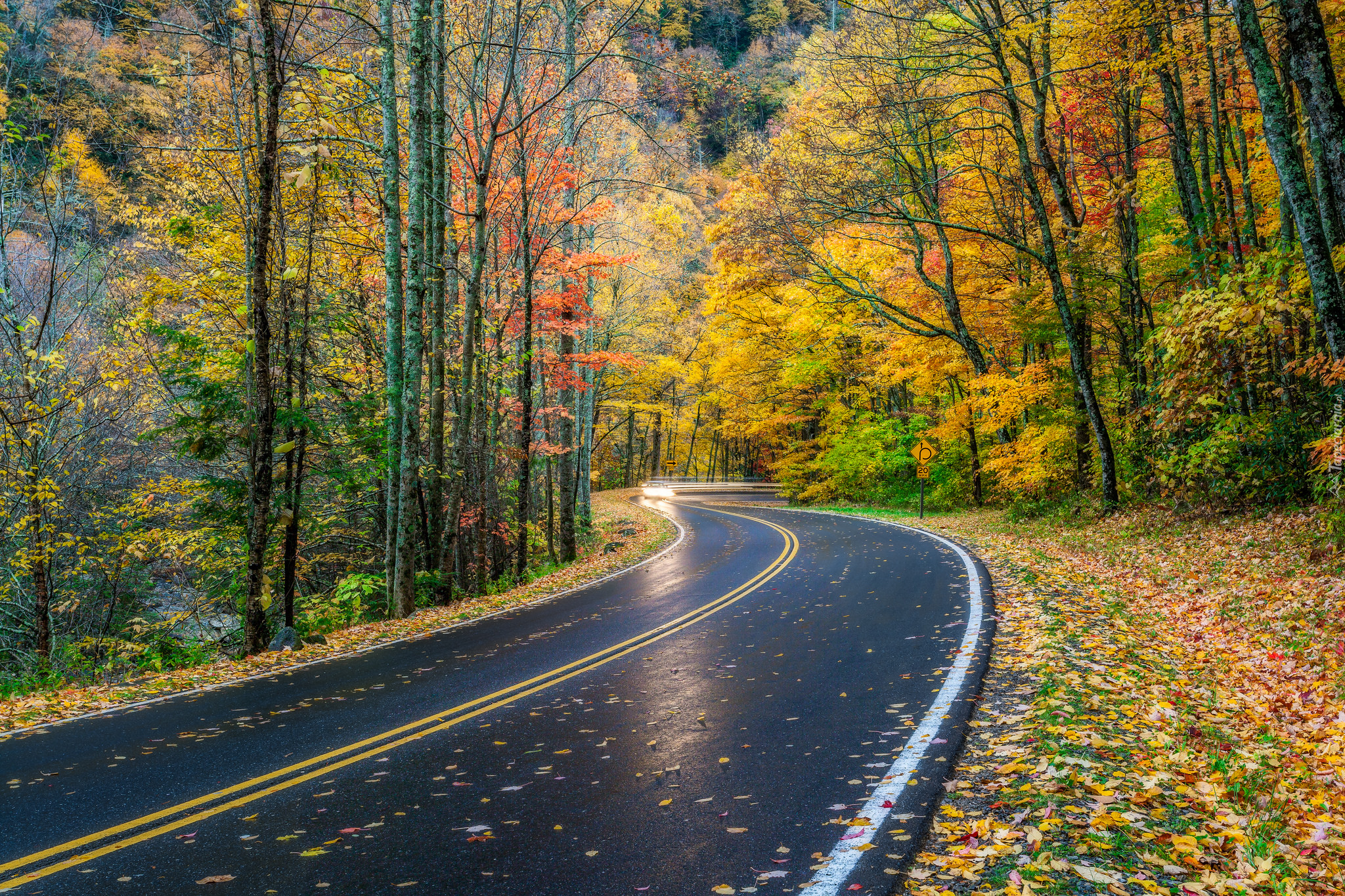 Droga, Drzewa, Jesień, Liście
