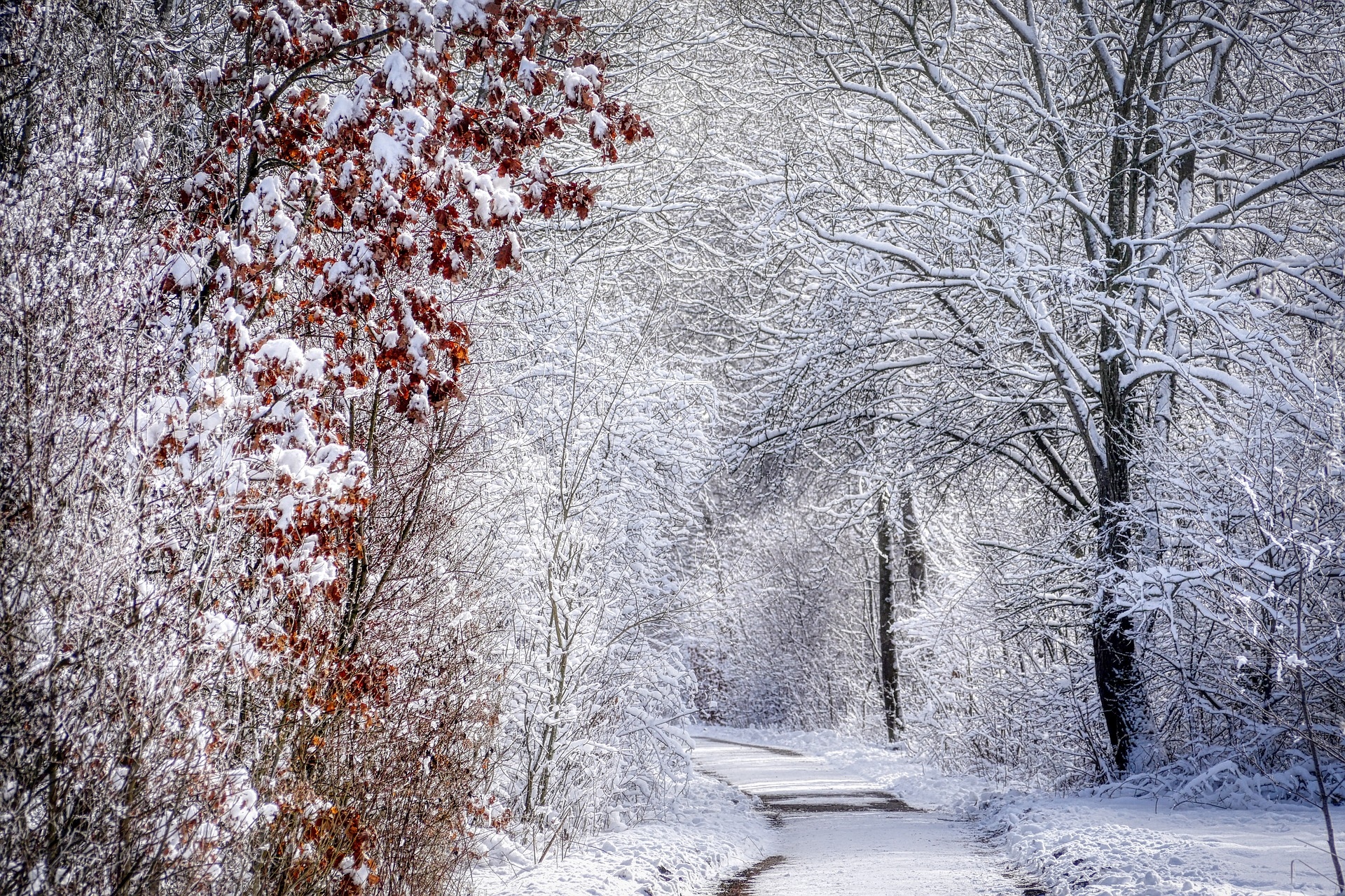 Zima, Śnieg, Las, Drzewa, Droga