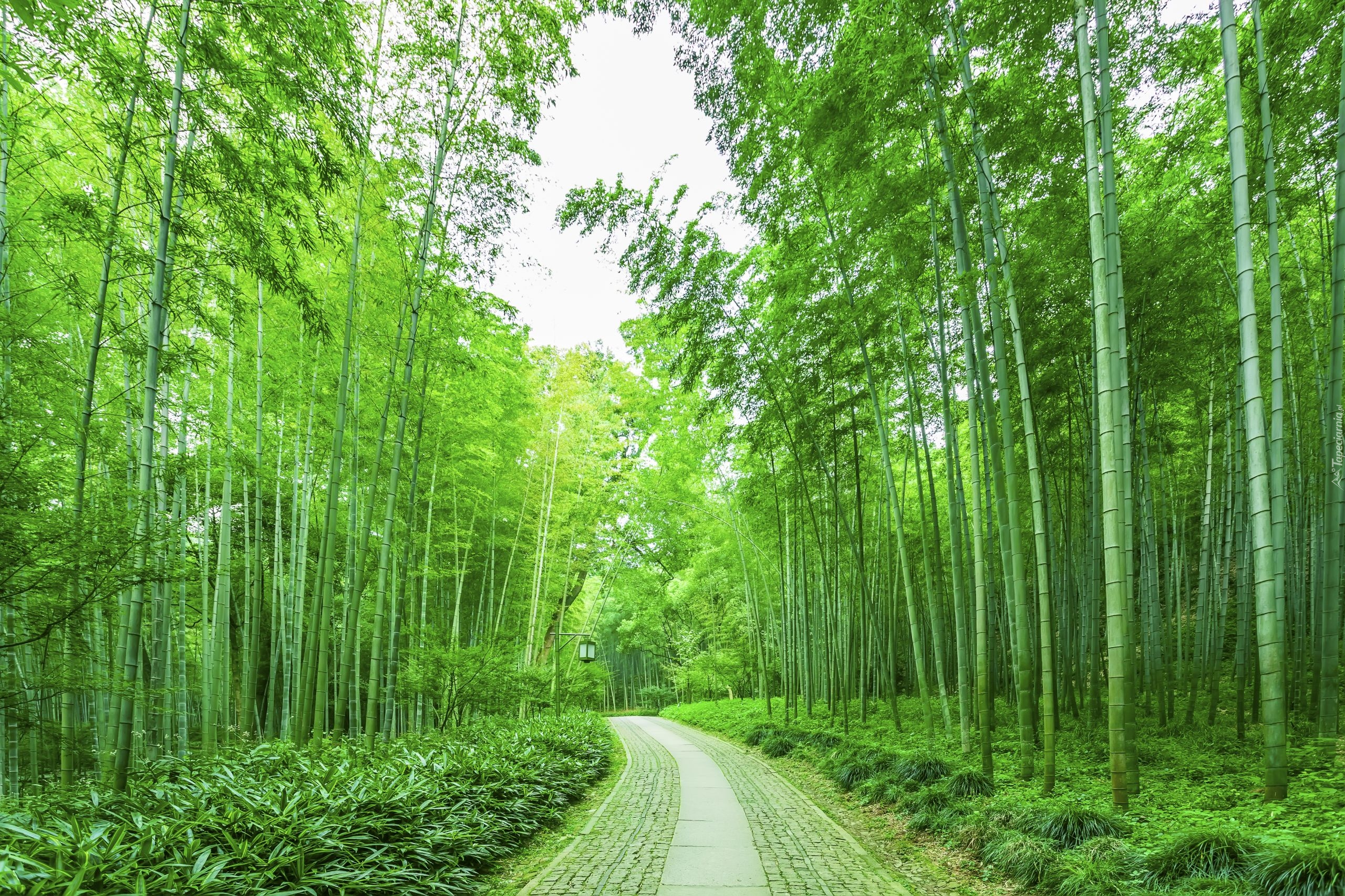 Las, Zielone, Drzewa, Bambusy, Roślinność, Droga