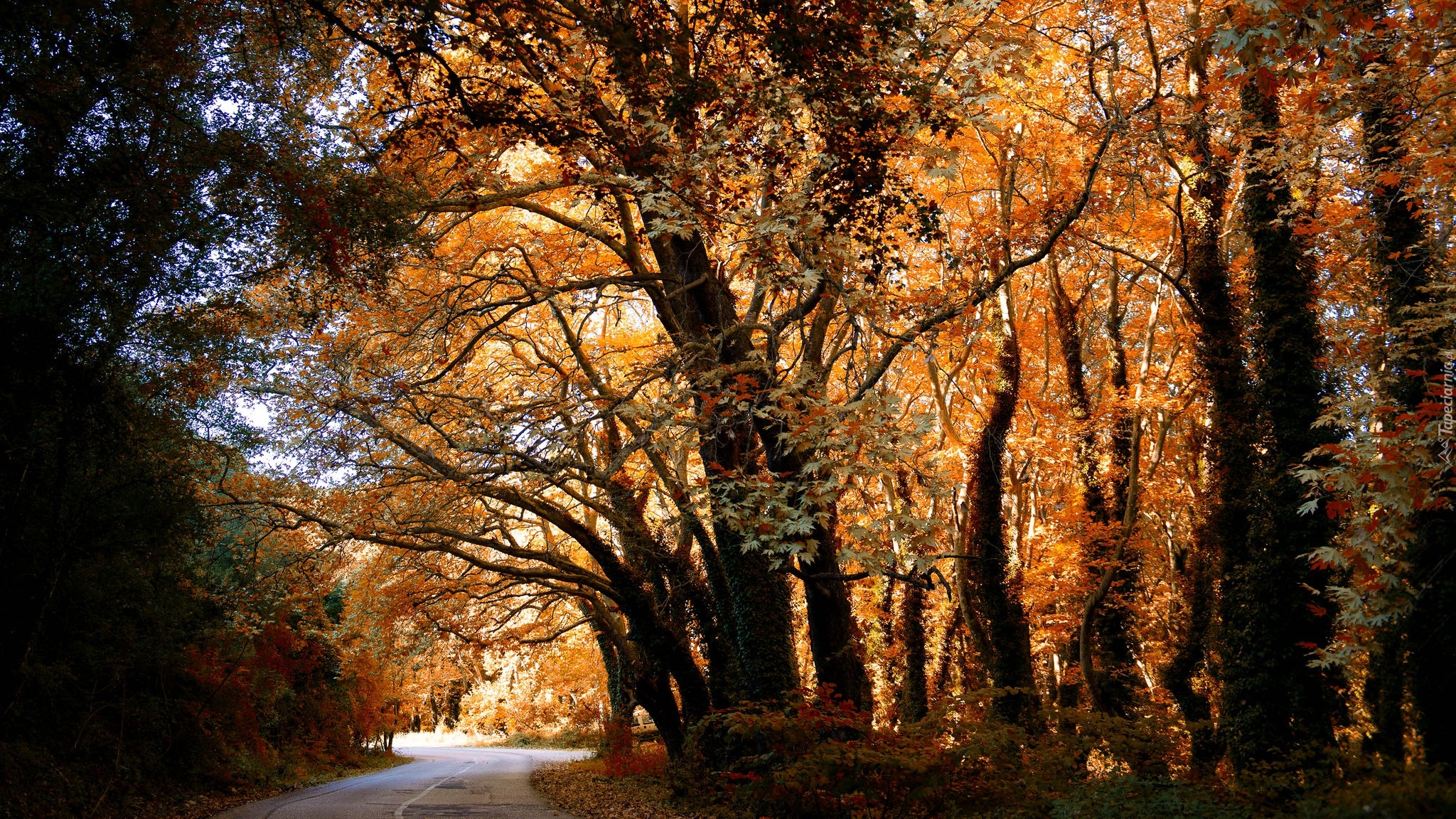 Jesień, Drzewa, Krzewy, Pożółkłe, Liście, Droga