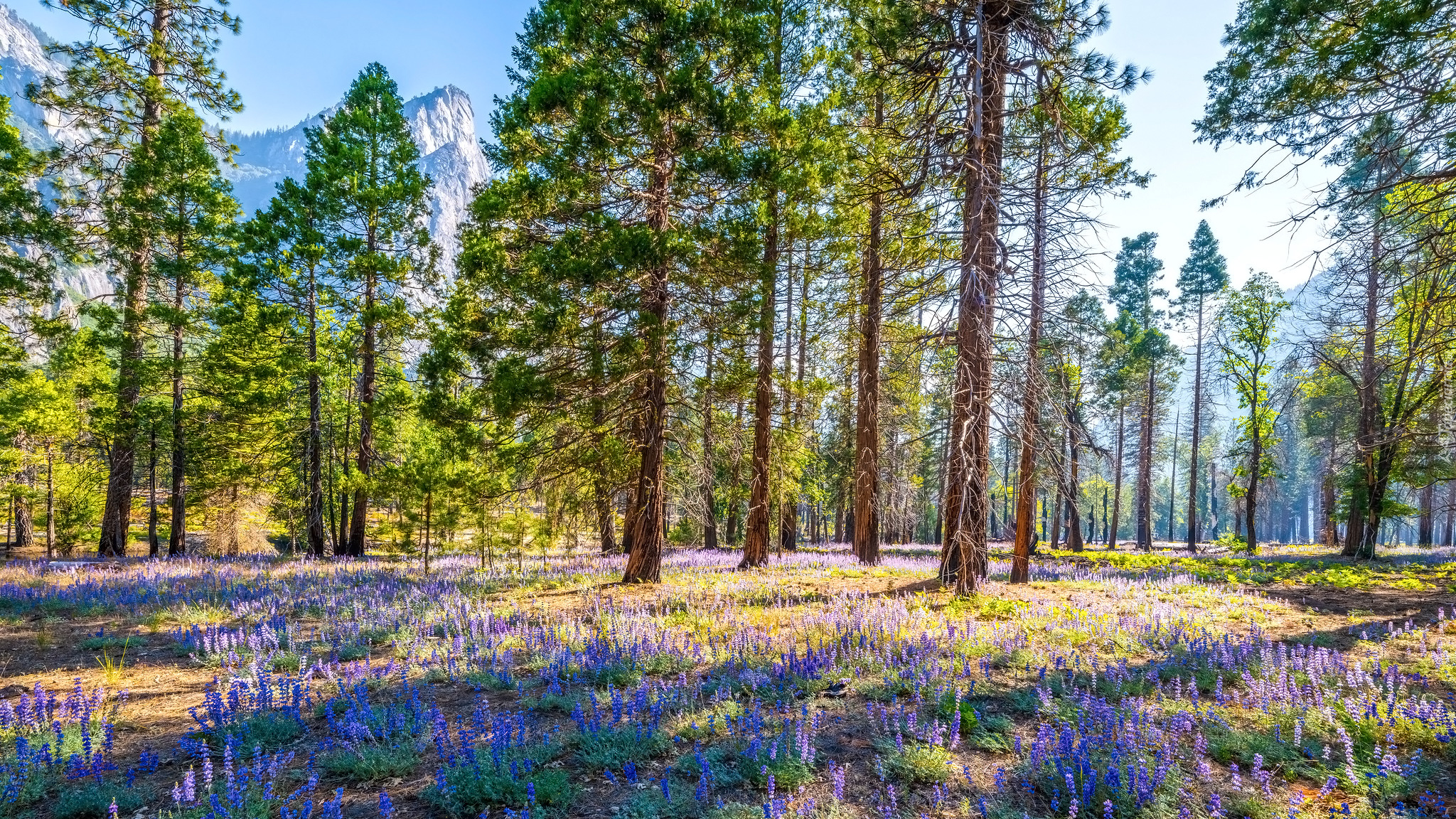 Kwiaty, Łubin, Drzewa, Góry, Park Narodowy Yosemite, Kalifornia, Stany Zjednoczone