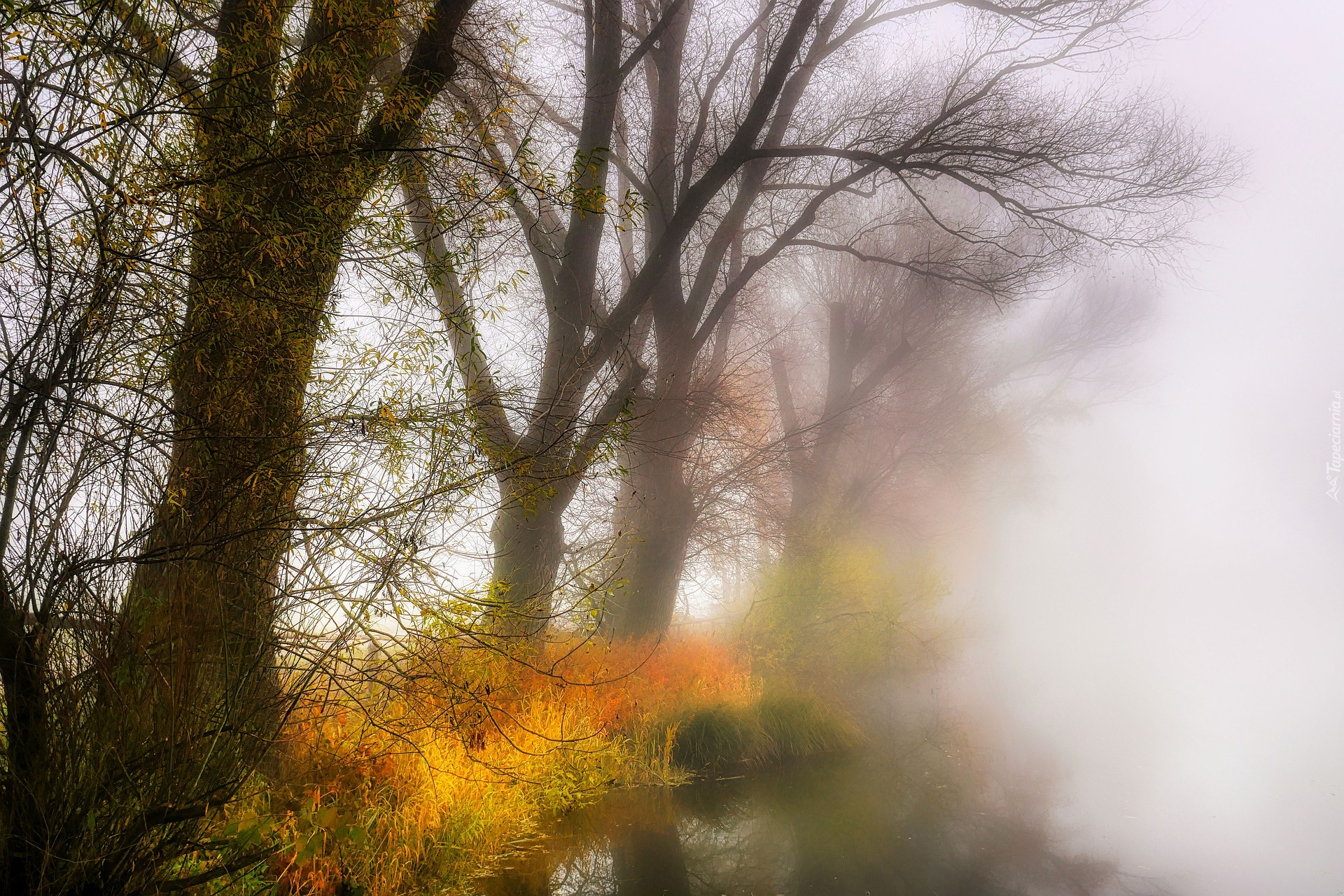 Jesień, Mgła, Drzewa, Trawy, Jezioro