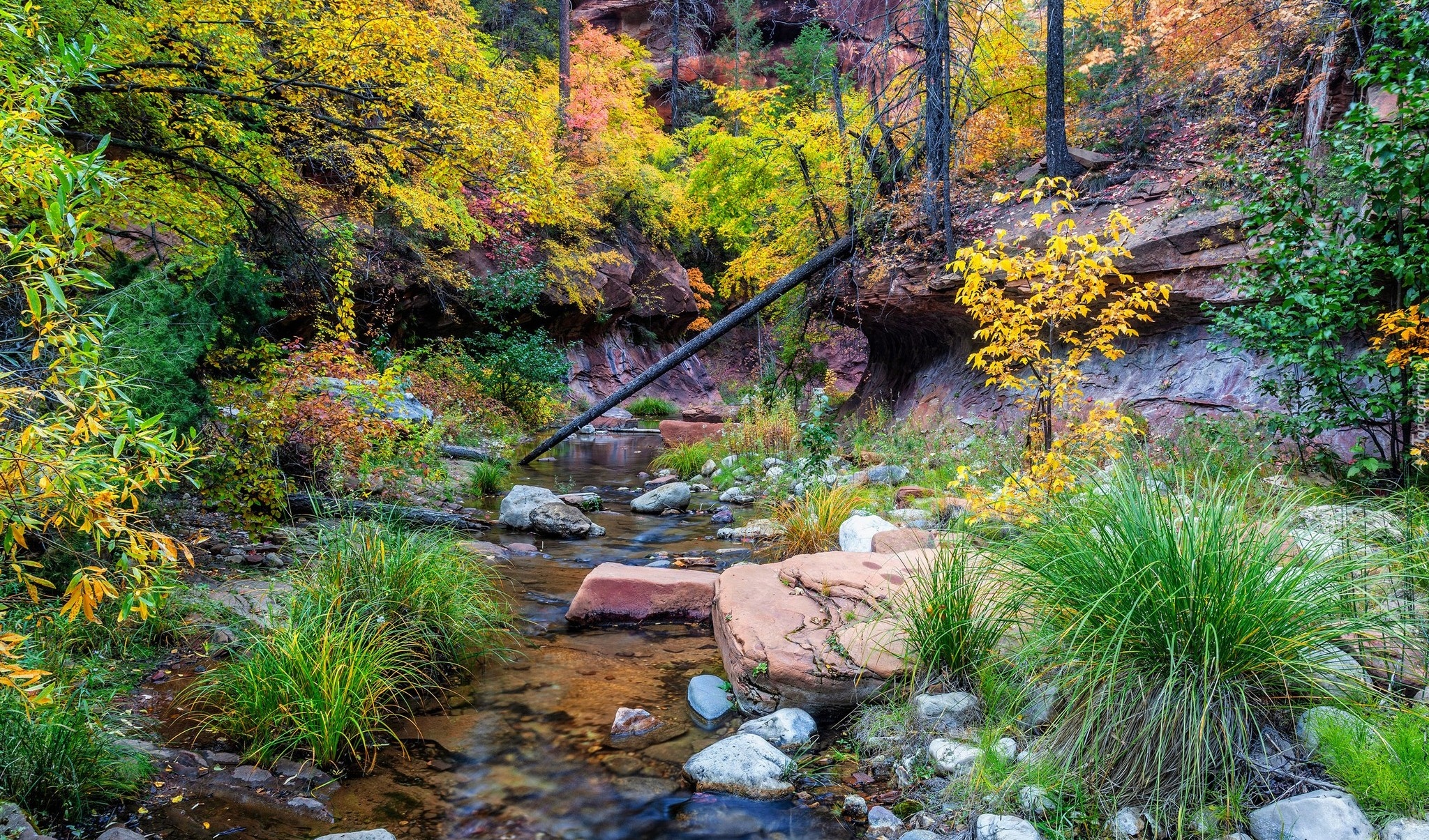 Szlak, West Fork Oak Creek, Rzeka, Skały, Kamienie, Rośliny, Drzewa, Arizona, Stany Zjednoczone