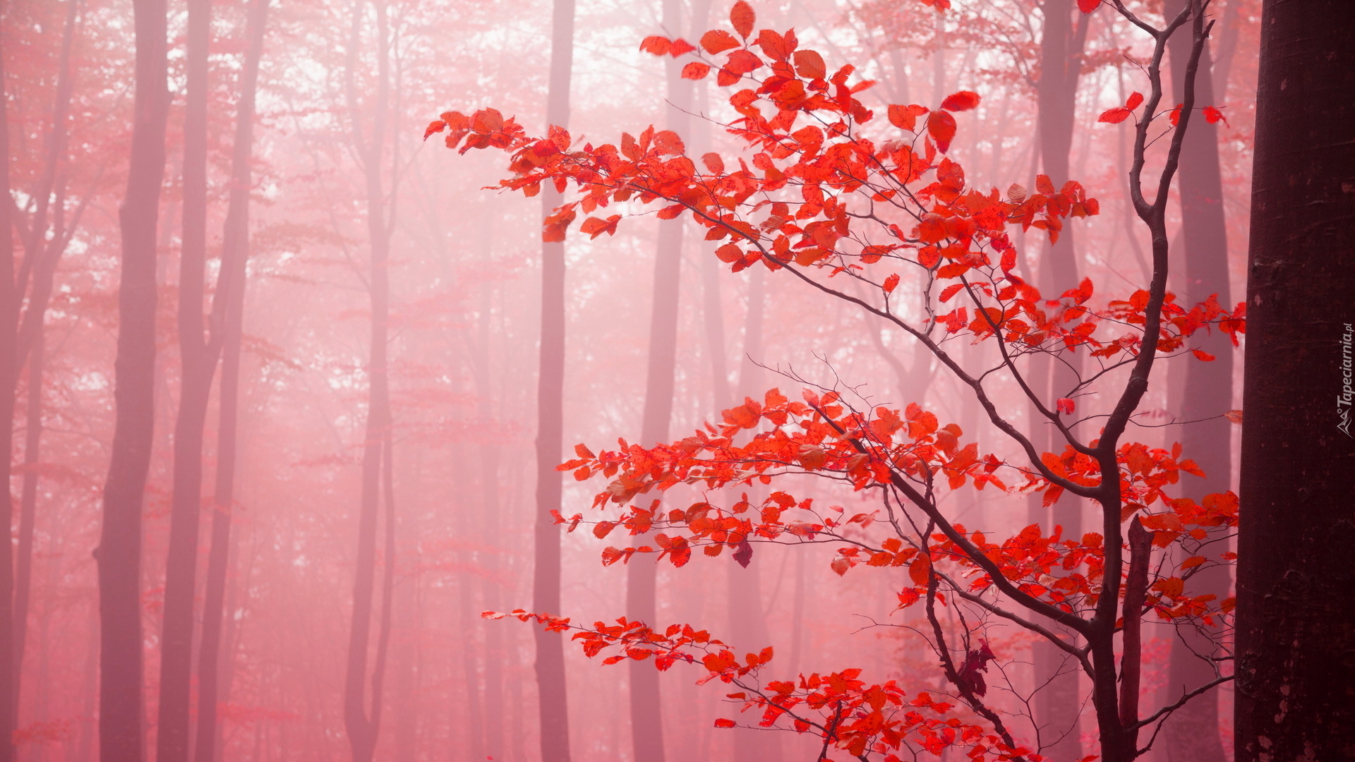 Jesień, Las, Drzewa, Liście, Mgła