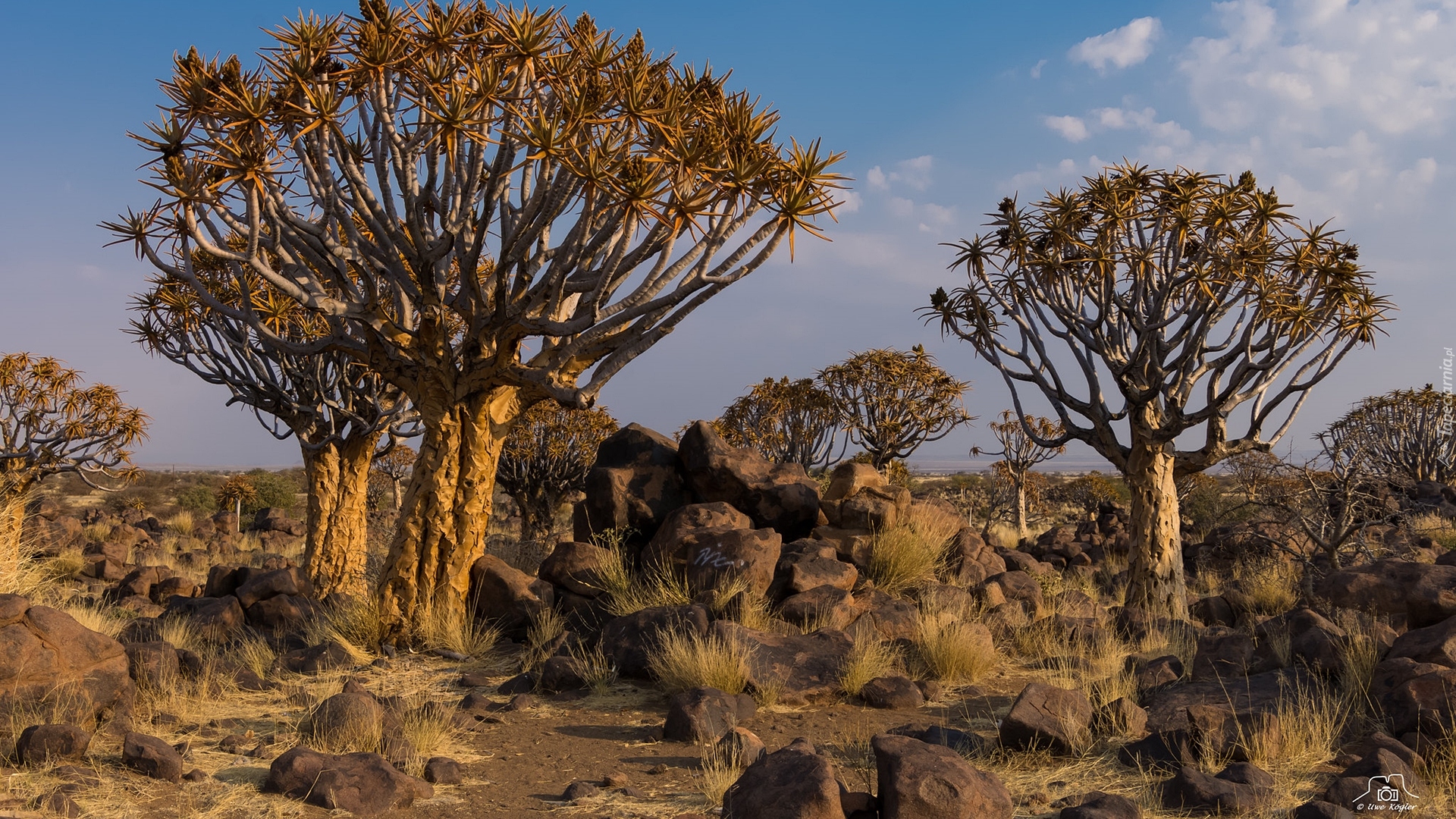 Drzewa kołczanowe, Kokerboomy, Las, Quiver Tree Forest, Kamienie, Tseiblaagte, Namibia, Afryka