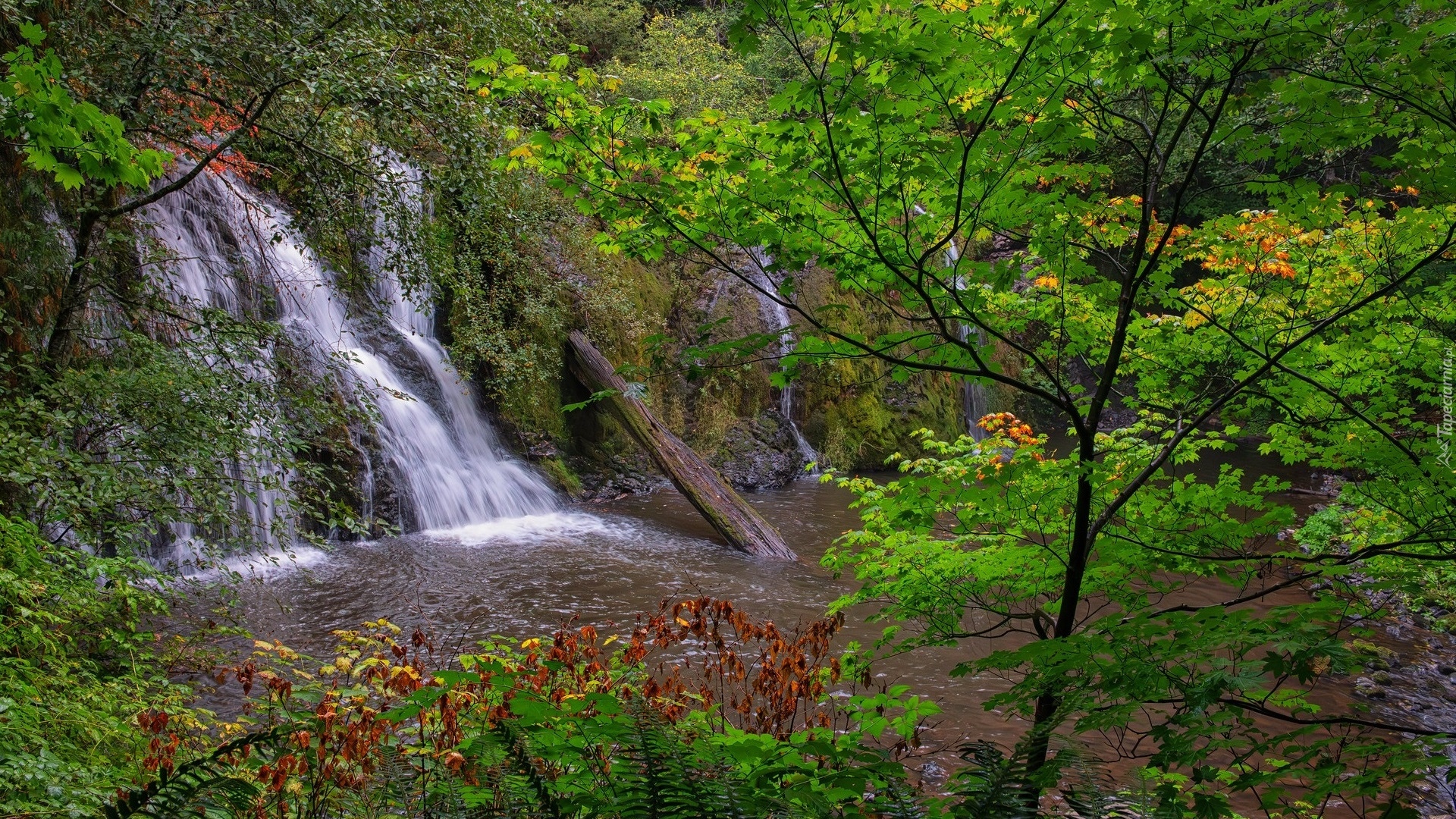Skały, Wodospad, Beaver Creek Falls, Drzewa, Rośliny, Park Narodowy Olympic, Oregon, Stany Zjednoczone