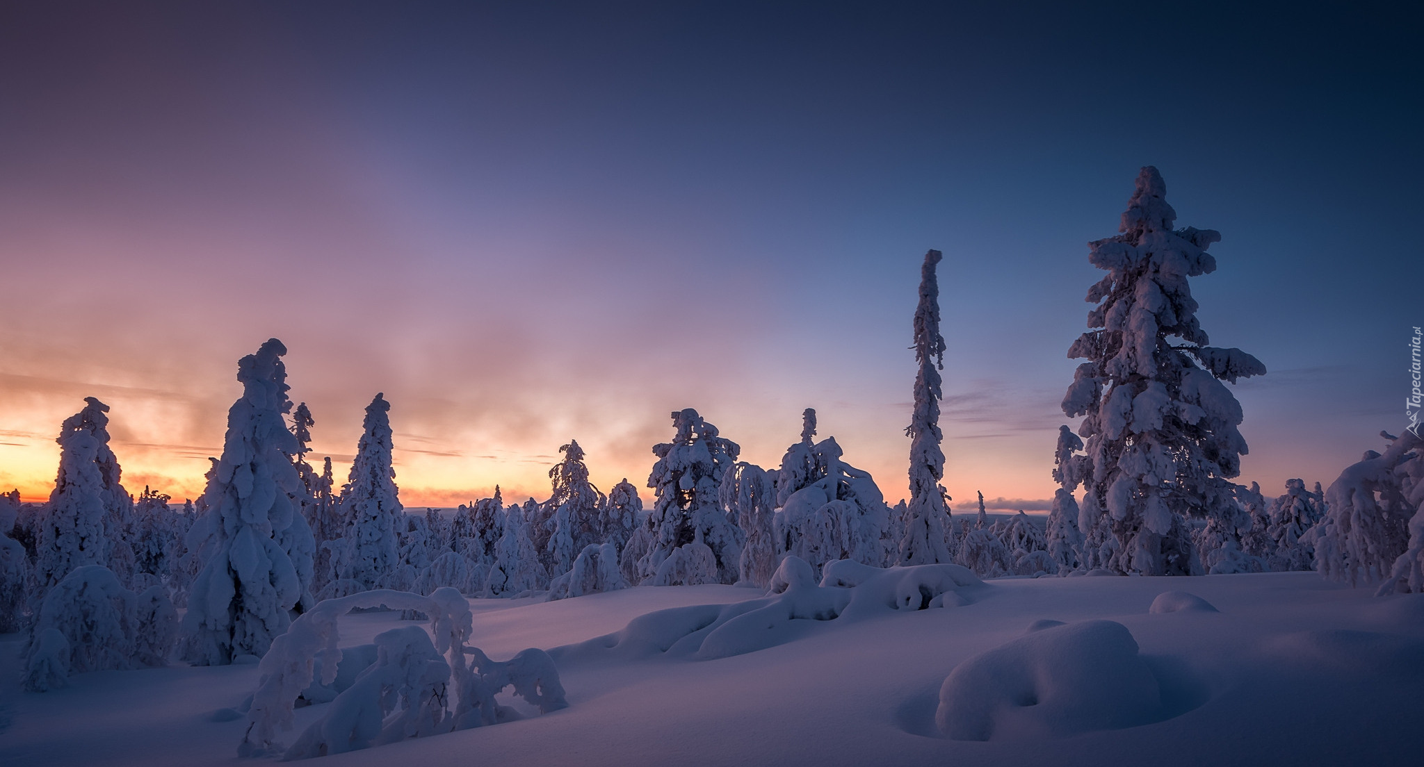 Finlandia, Laponia, Wzgórze Kuertunturi, Zima, Ośnieżone, Drzewa, Zachód słońca