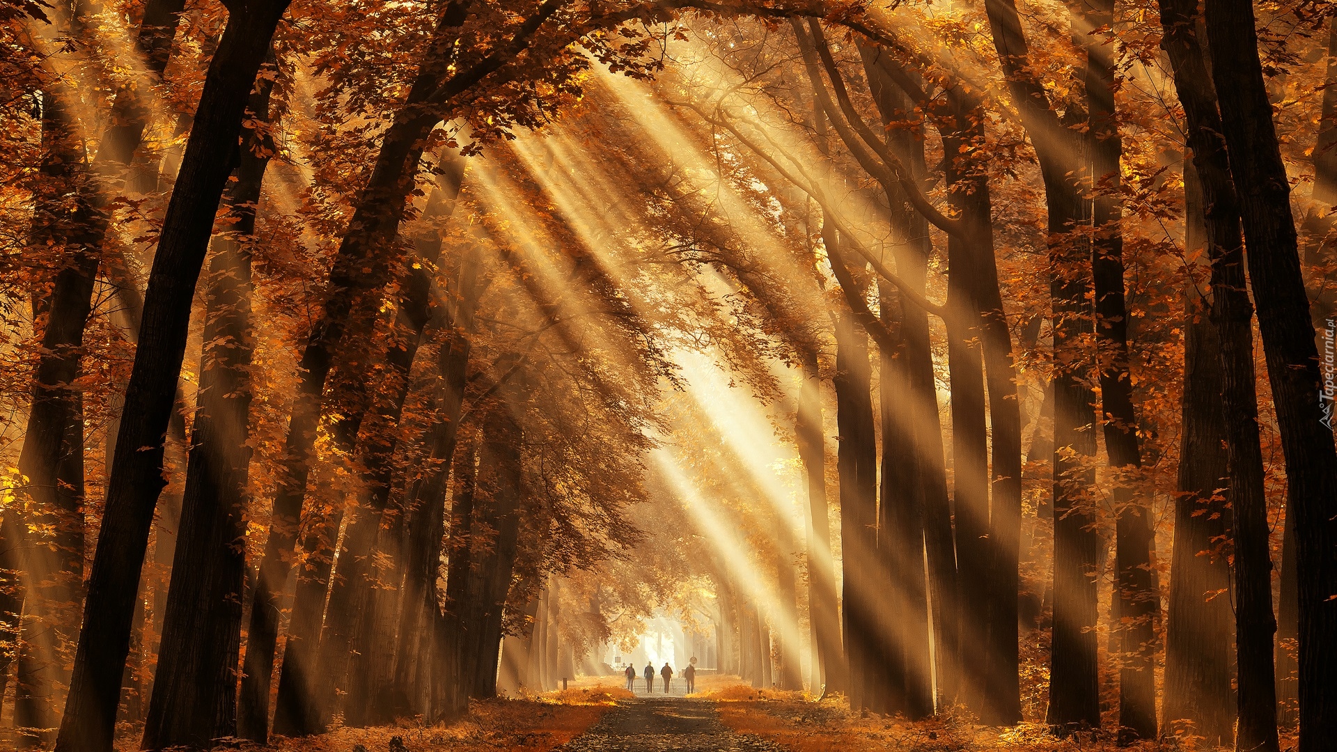 Las, Drzewa, Jesień, Przebijające światło, Słoneczne, Ścieżka, Liście