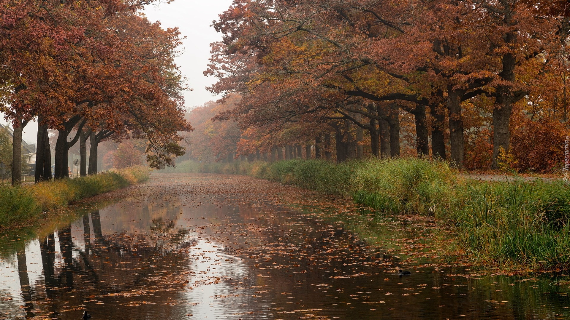 Jesień, Rzeka, Drzewa, Trawy