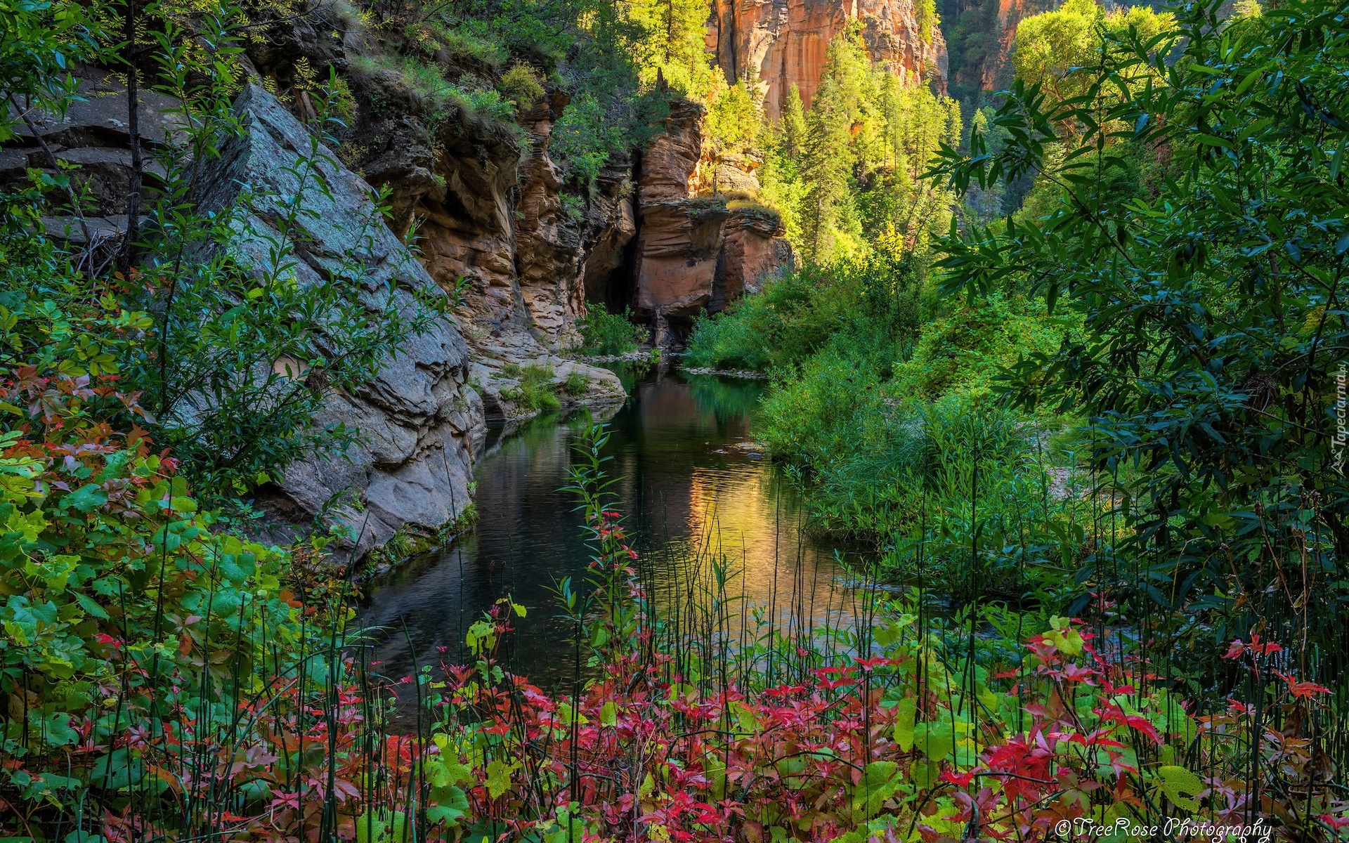 West Fork Oak Creek, Rzeka, Drzewa, Skały, Kamienie, Sedona, Arizona, Stany Zjednoczone