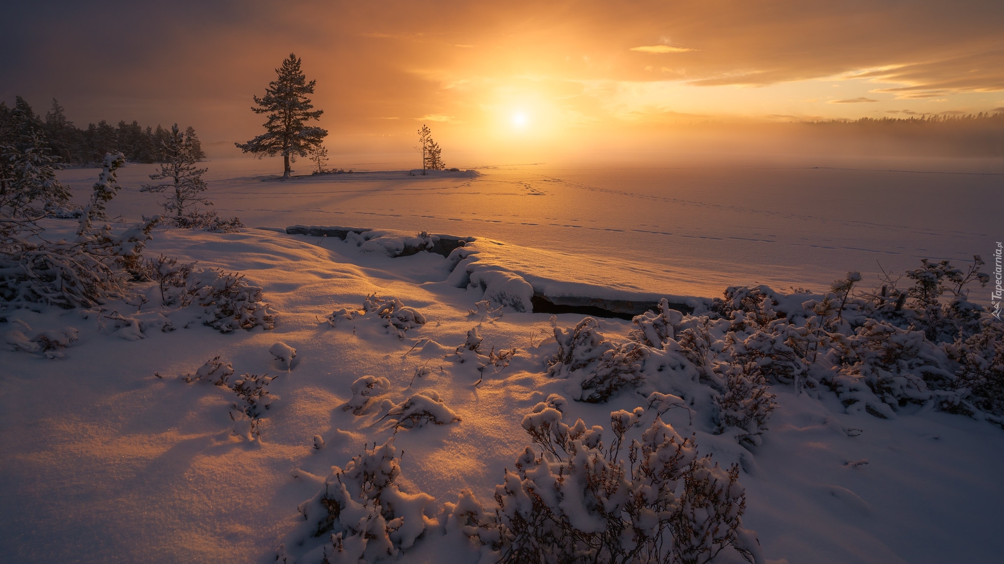 Zachód słońca, Zima, Śnieg, Zaśnieżone, Jezioro, Drzewa, Rośliny, Ringerike, Norwegia