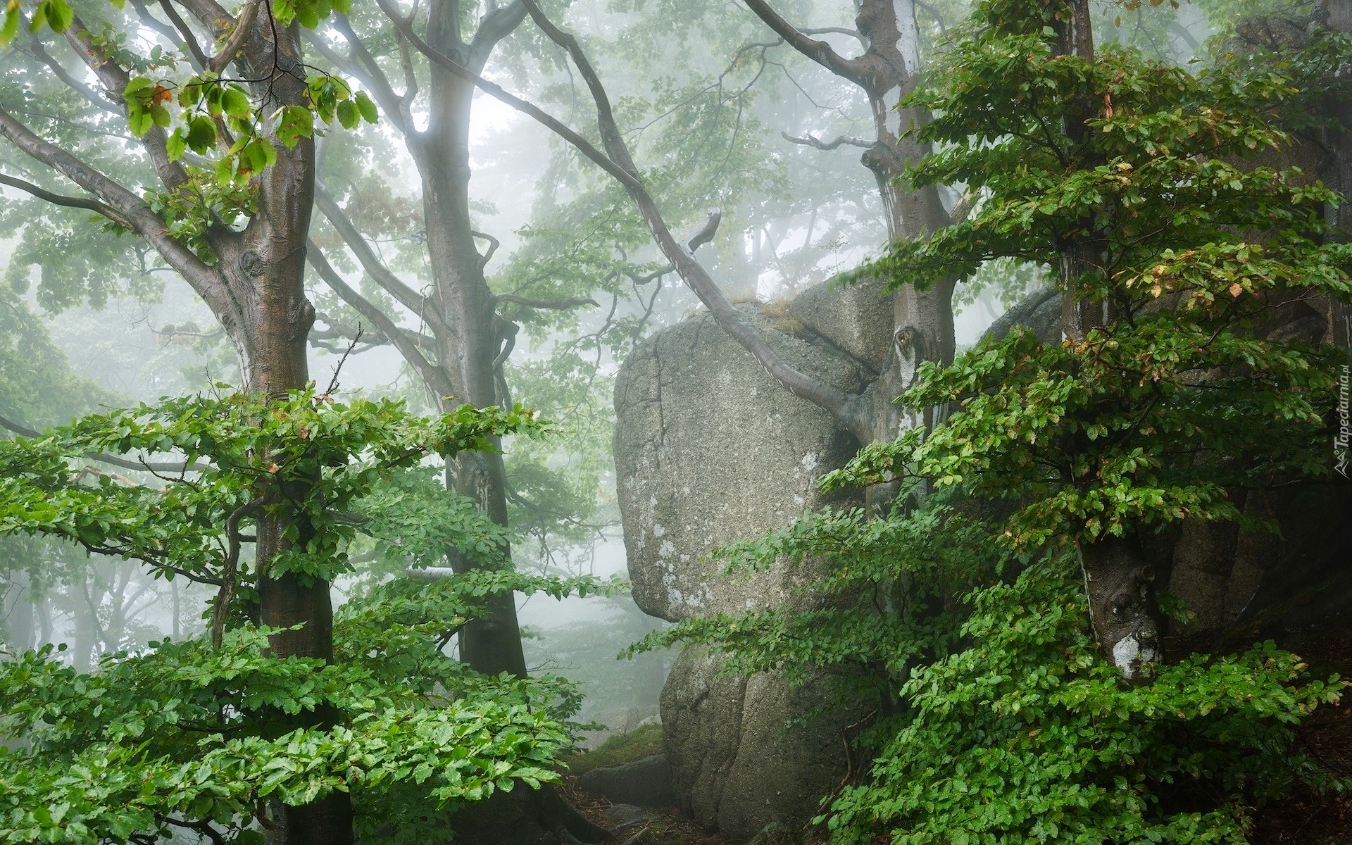 Las, Drzewa, Kamień, Skała, Mgła
