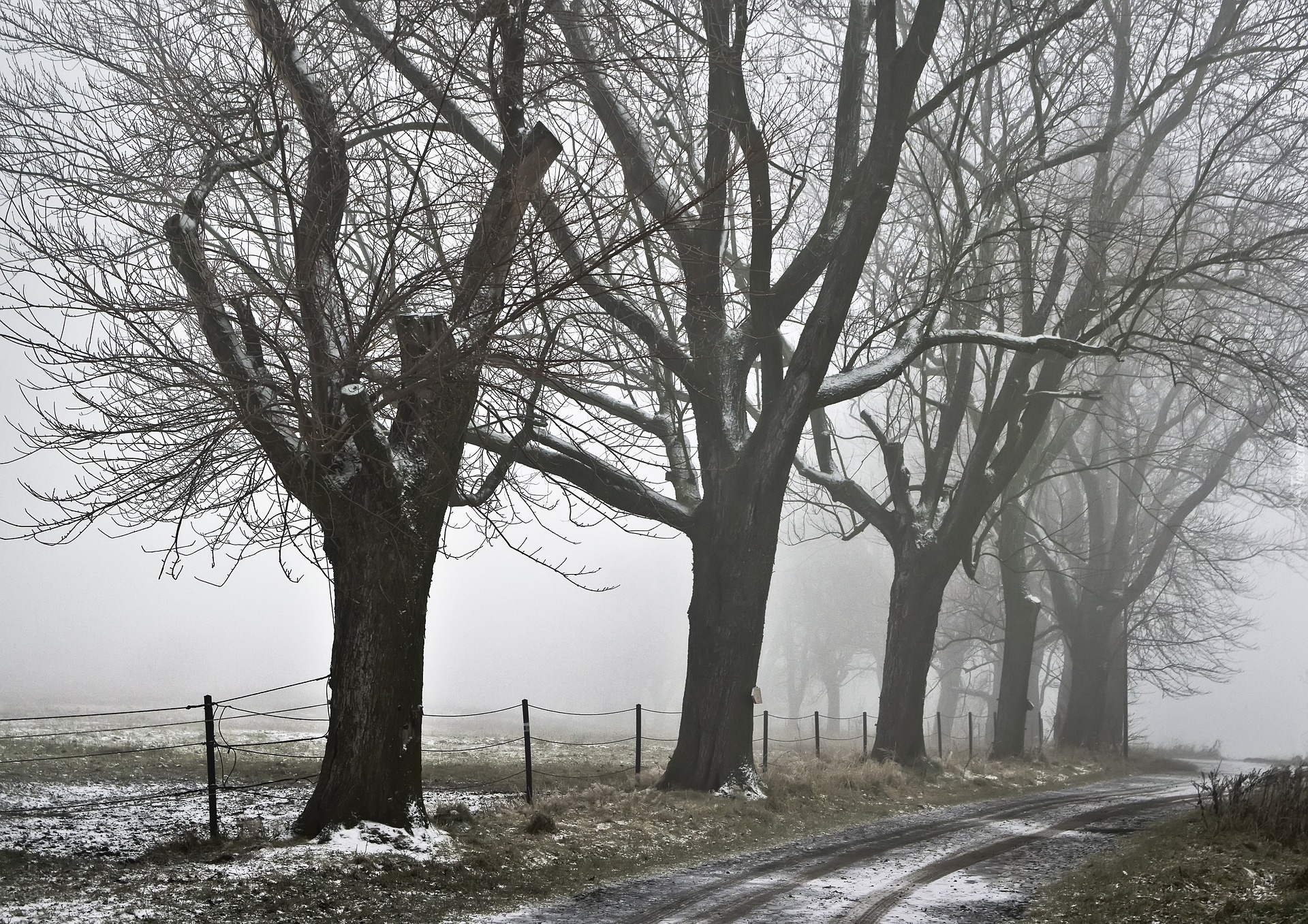 Zima, Droga, Drzewa, Mgła, Pole