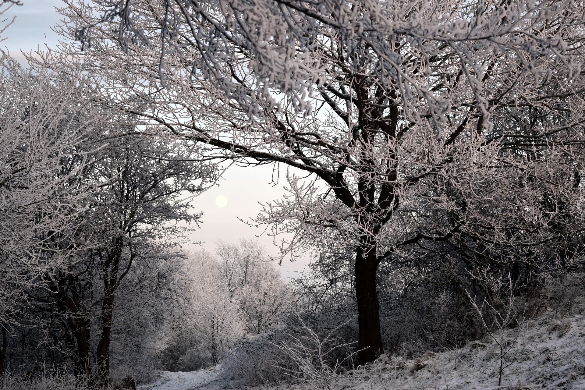 Zima, Drzewa, Śnieg, Szron