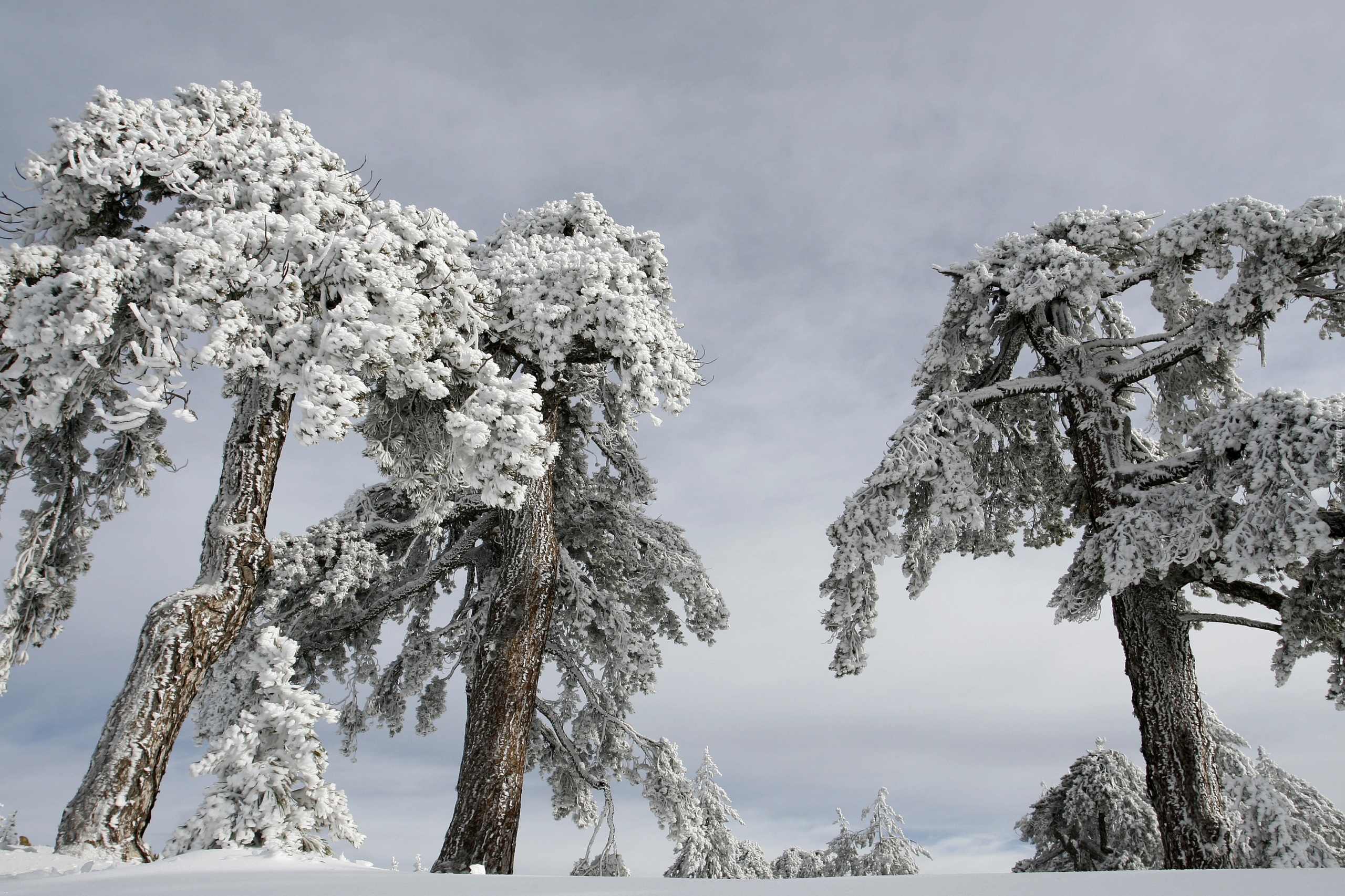 Zima, Śnieg, Drzewa, Ośnieżone
