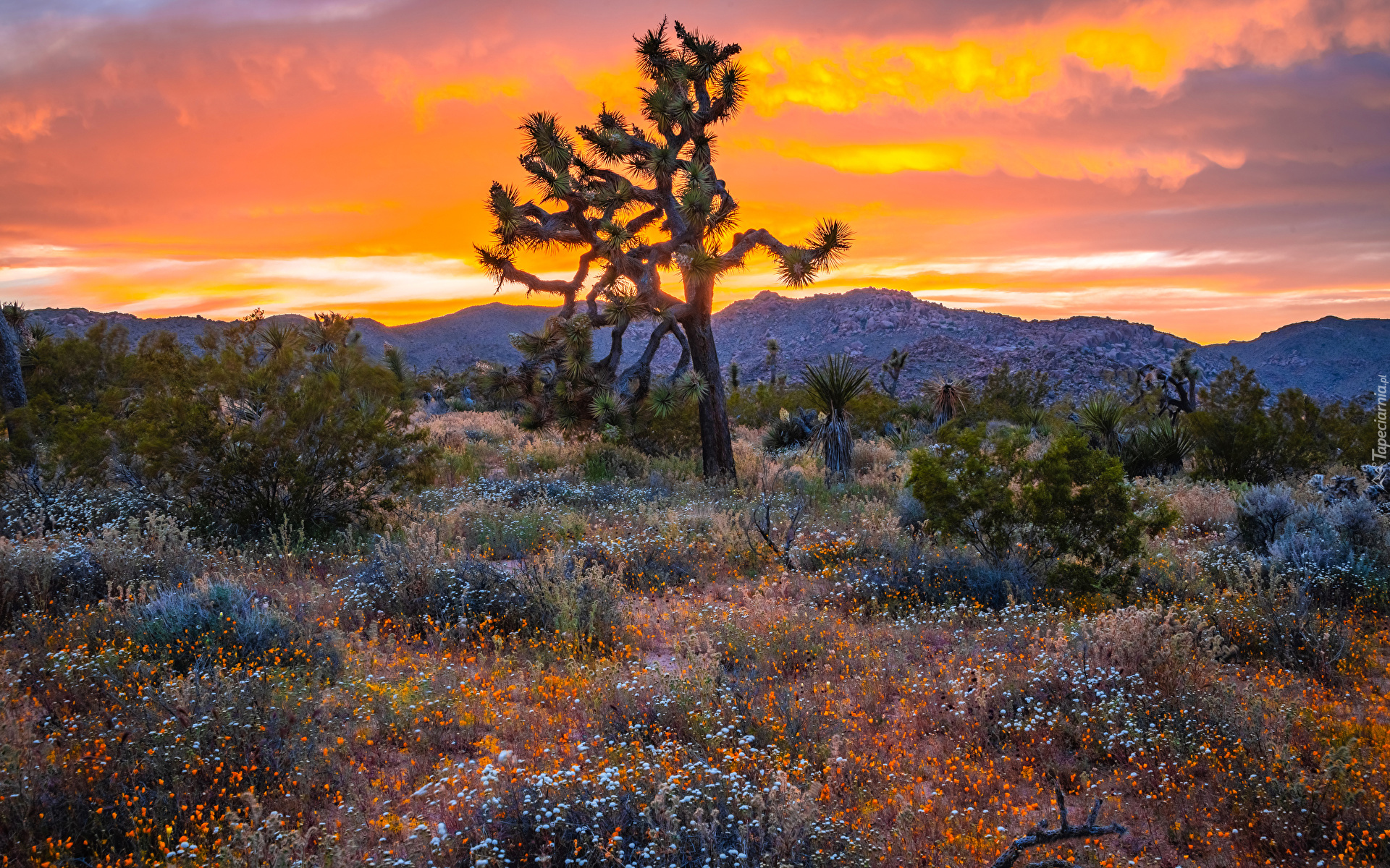 Zachód słońca, Drzewo Jozuego, Kwiaty, Park Narodowy Joshua Tree, Kalifornia, Stany Zjednoczone