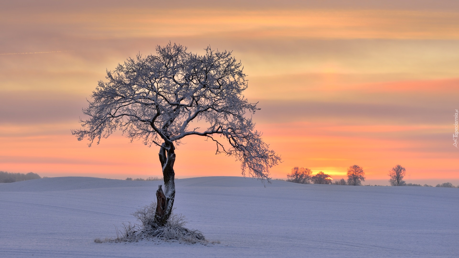 Zima, Drzewa, Ośnieżone, Drzewo, Wschód słońca