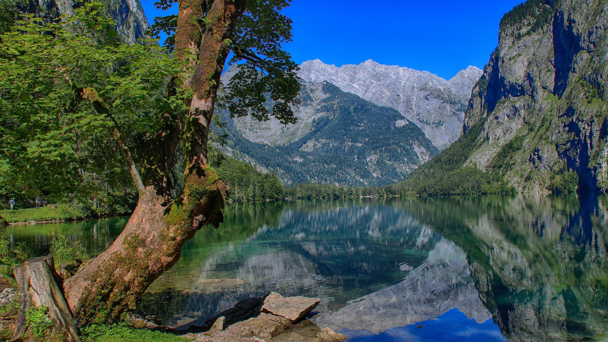Jezioro, Drzewo, Góry, Alpy, Bawaria, Niemcy