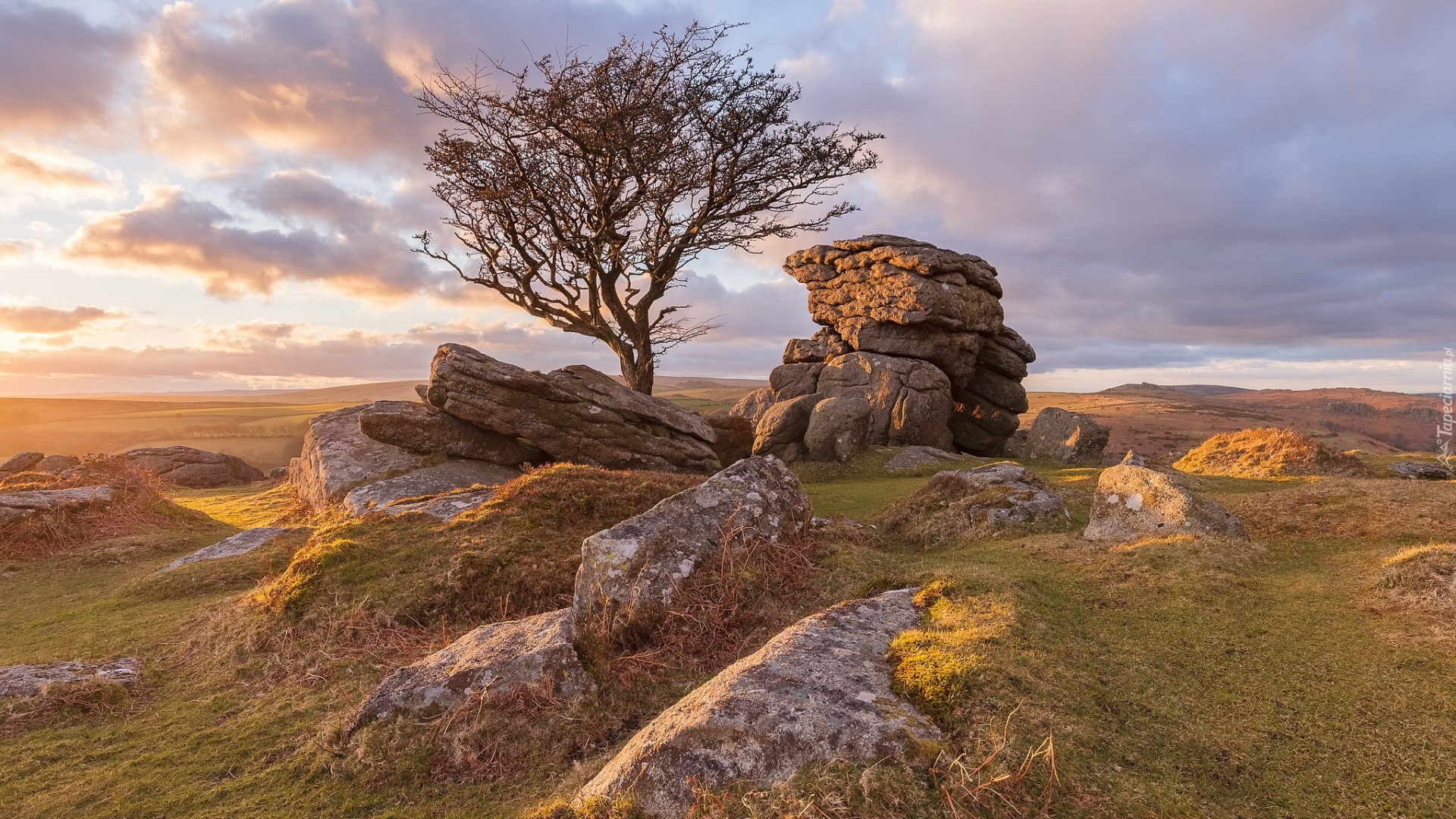 Drzewo, Kamienie, Skały, Anglia, Hrabstwo Devon, Park Narodowy Dartmoor