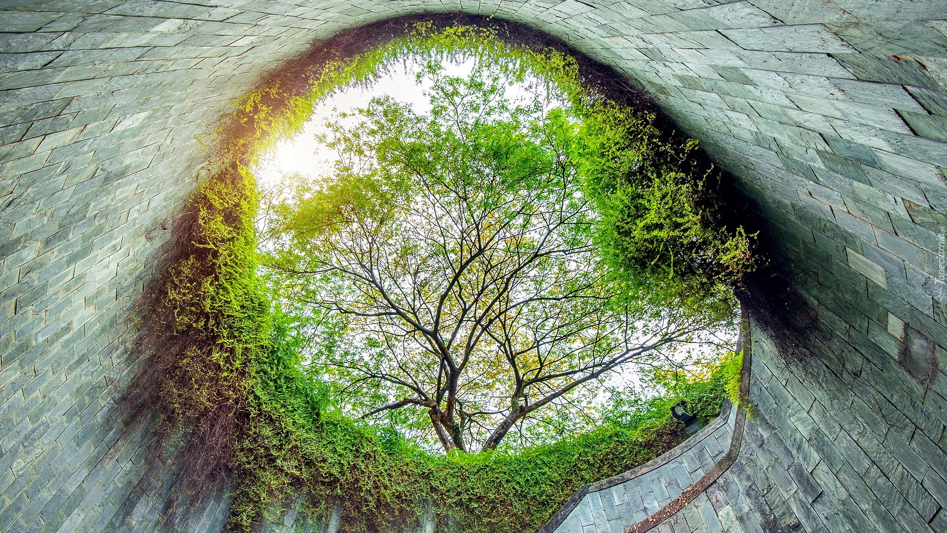 Drzewa, Rośliny, Fort Canning Park Tree Tunnel, Singapur