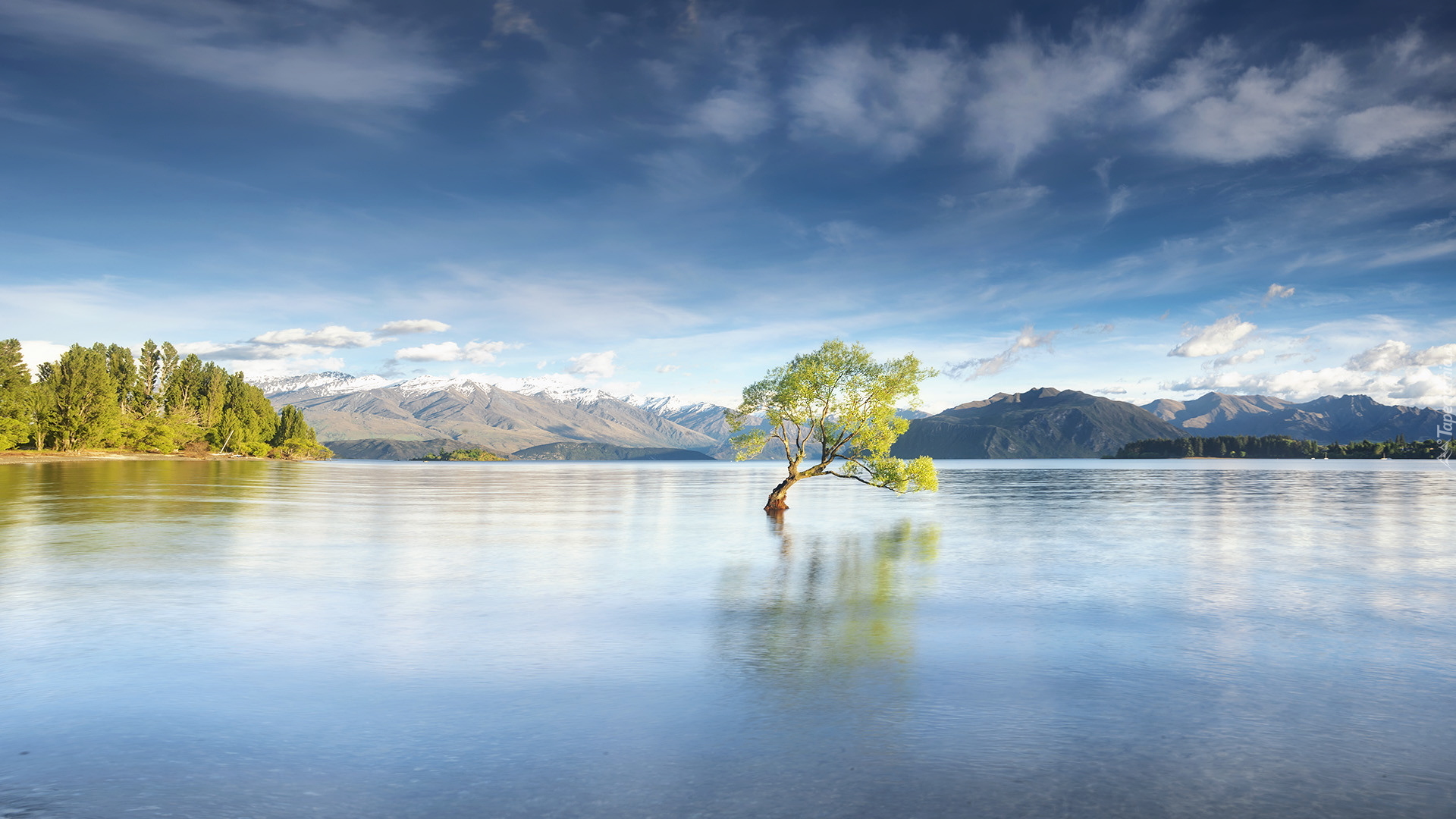 Jezioro Wanaka, Drzewo, Wyspa Południowa, Nowa Zelandia