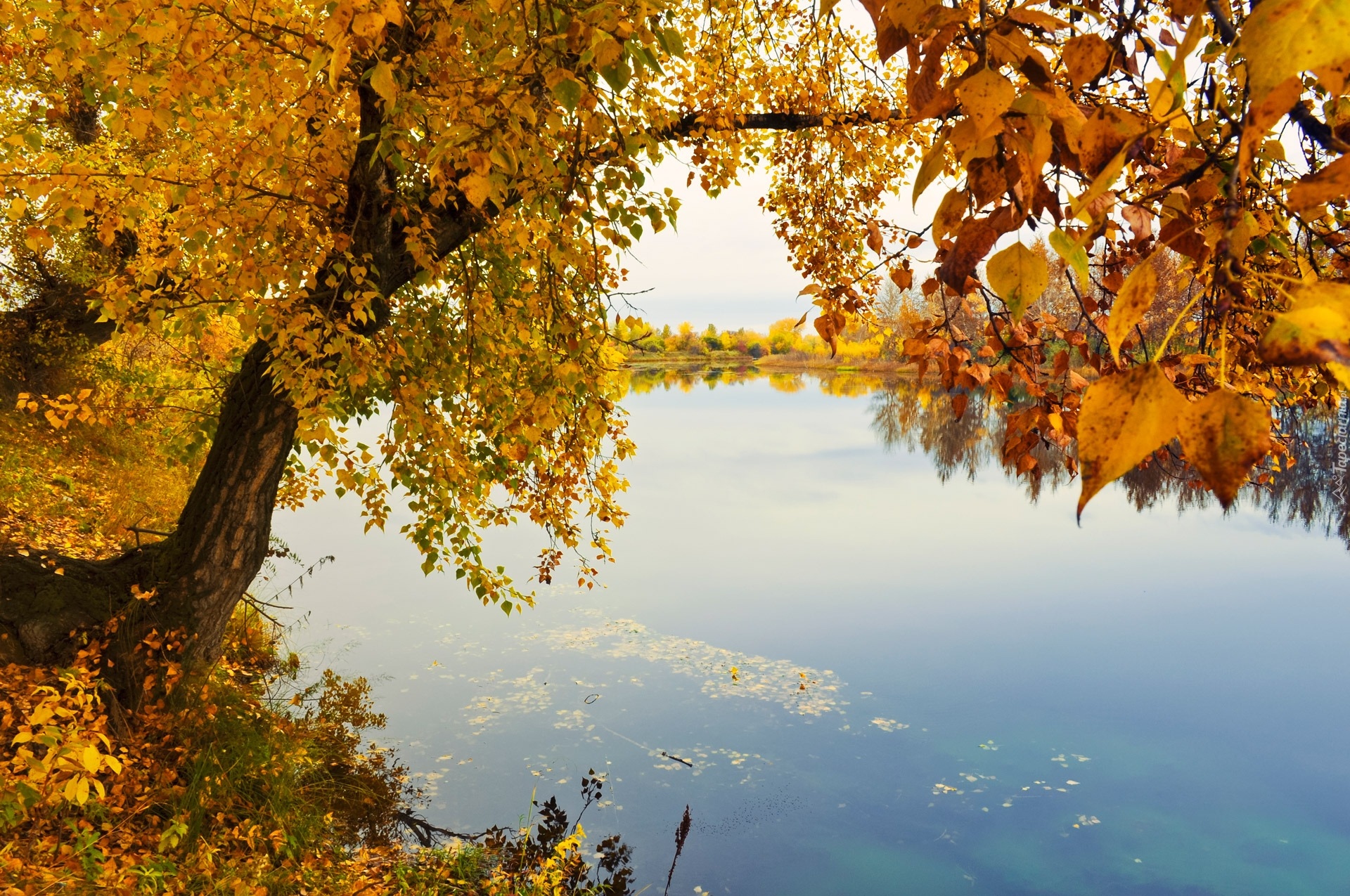 Jesień, Rzeka, Brzeg, Drzewa, Pożółkłe, Liście