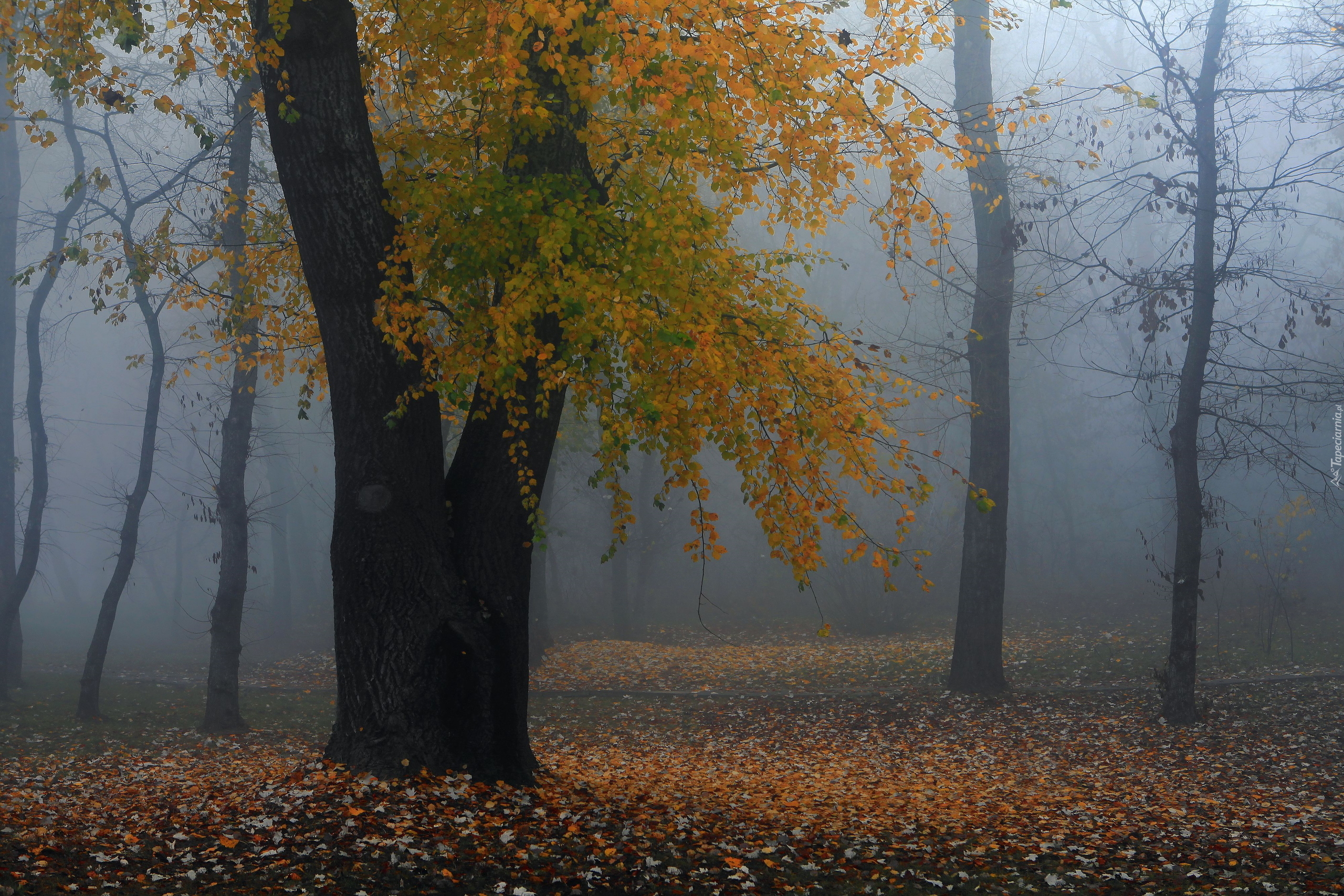 Las, Drzewo, Jesień, Mgła