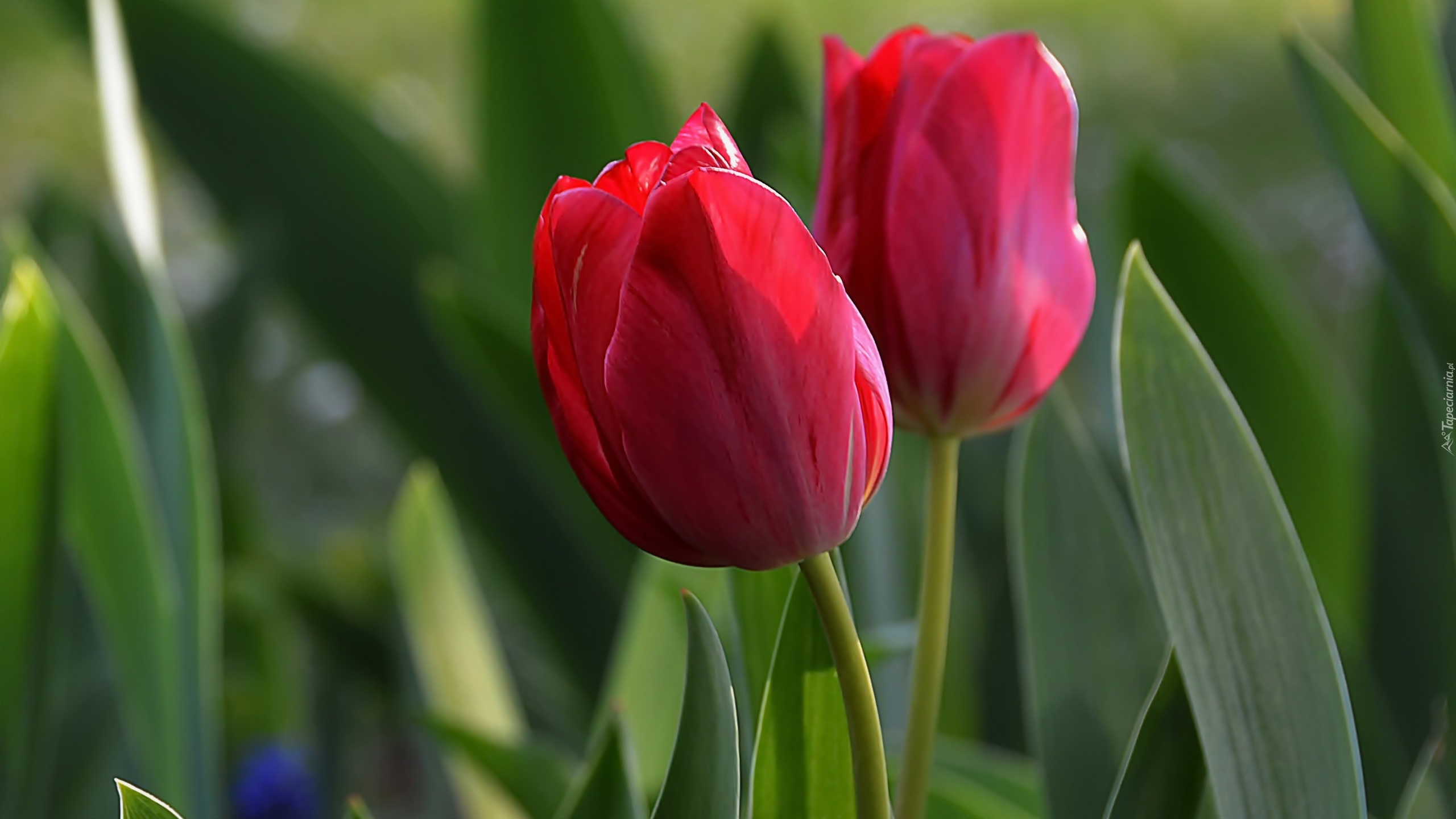 Dwa, Czerwone, Tulipany