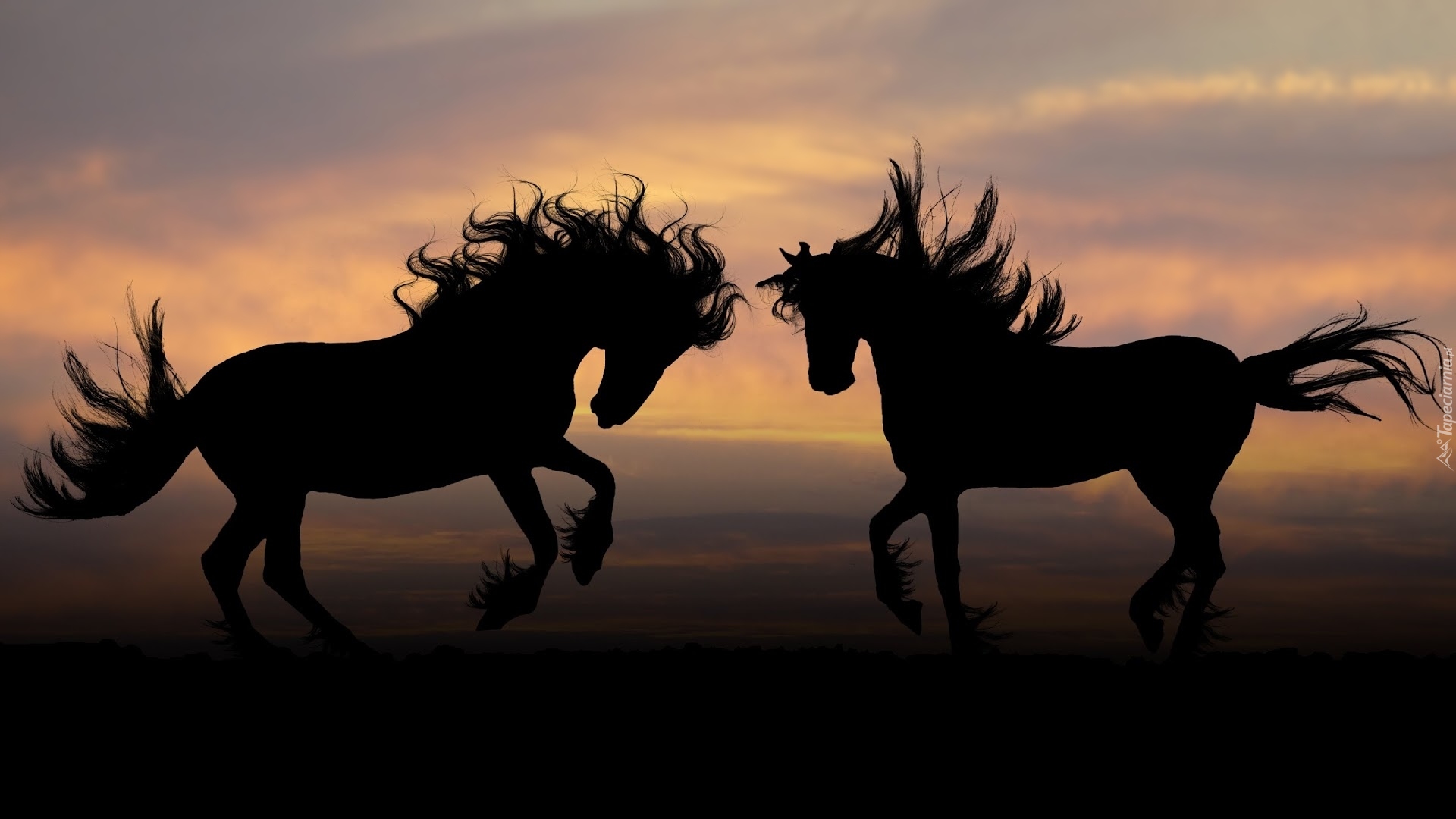 Dwa, Konie, Zachód słońca