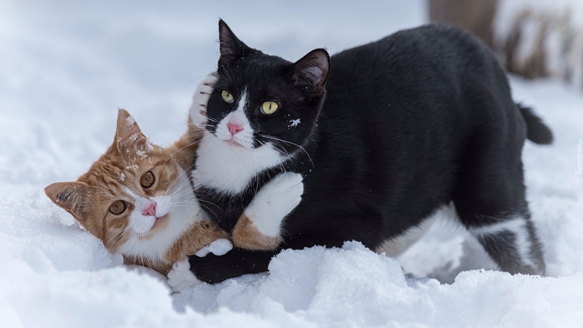 Dwa, Koty, Zabawa, Śnieg