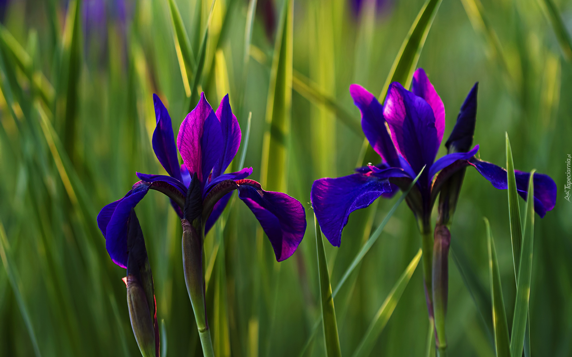 Kwiaty, Niebiesko-fioletowe, Irysy, Dwa