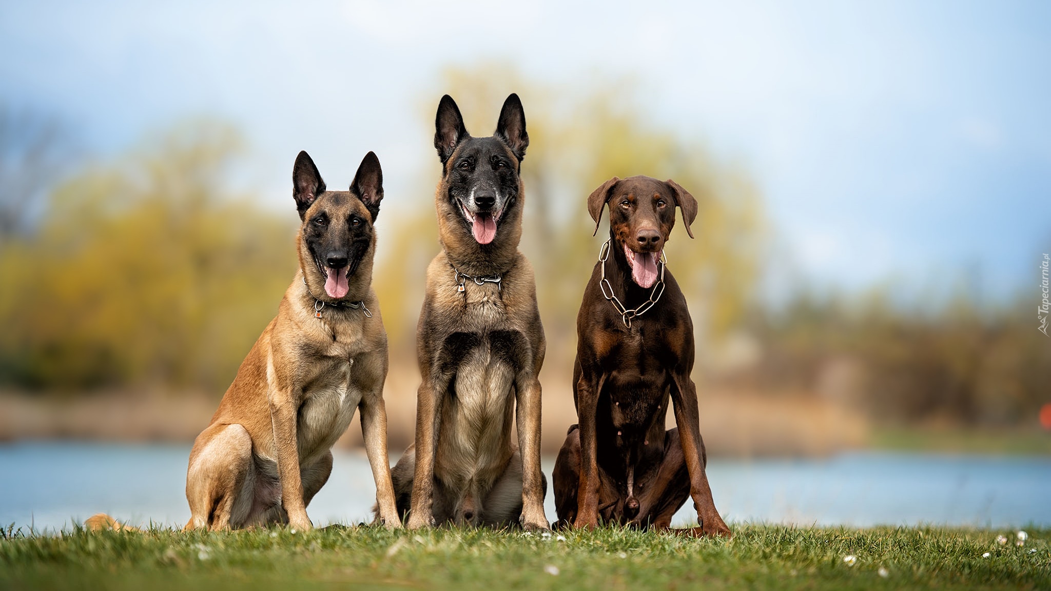 Psy, Dwa, Owczarki belgijskie Malinois, Brązowy, Doberman
