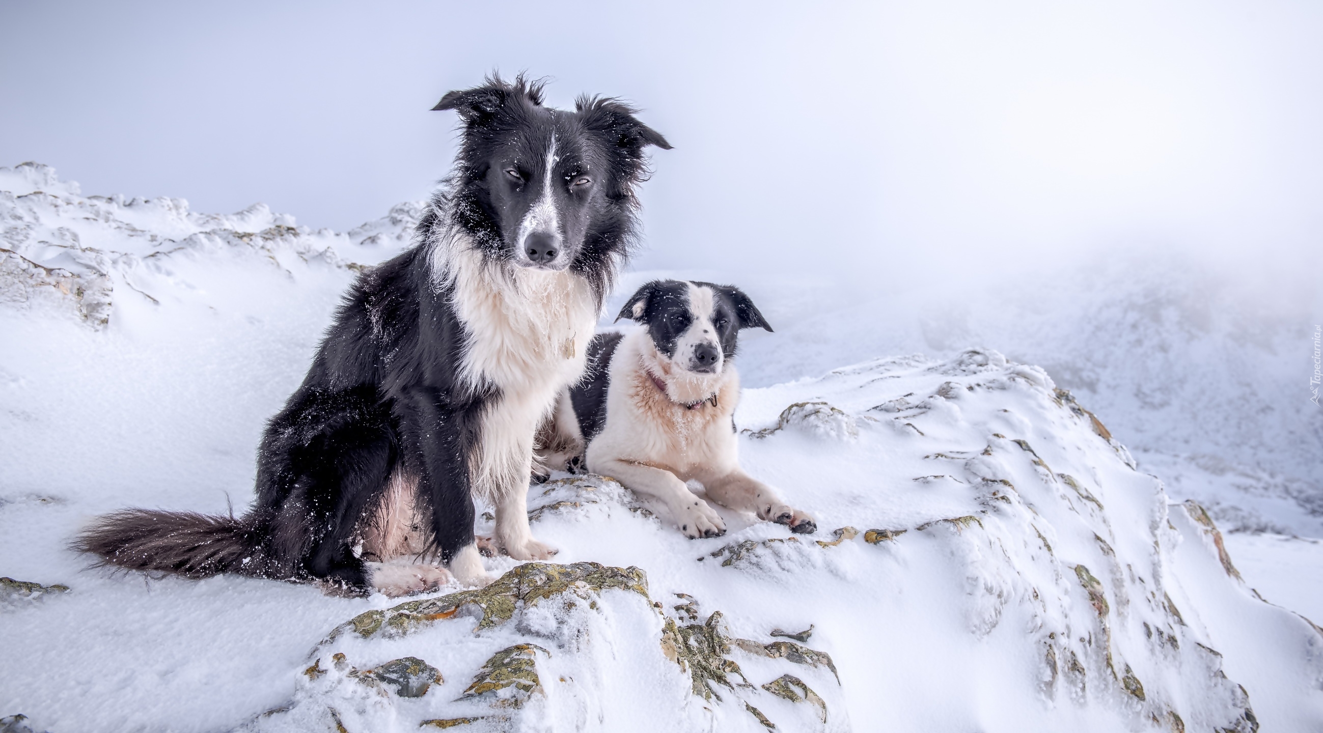 Psy, Border Collie, Góry, Zima