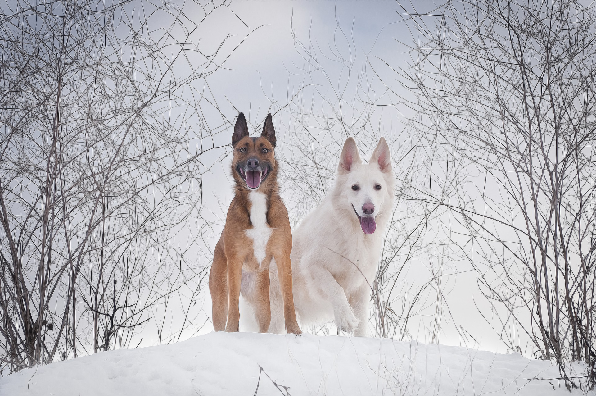 Zima, Dwa, Psy, Biały owczarek szwajcarski, Grafika