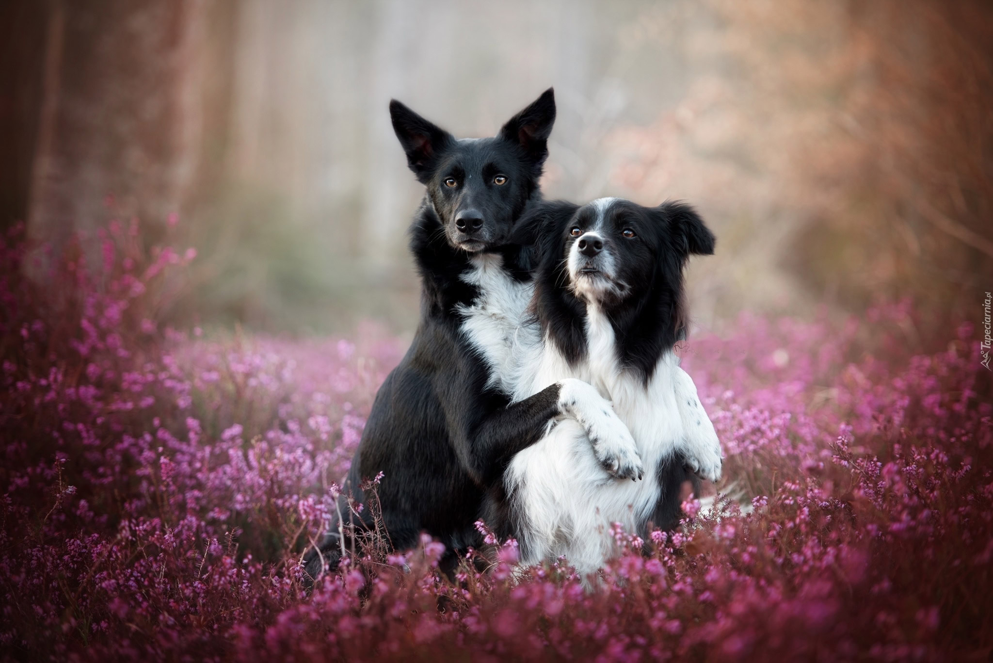Dwa Psy Rasy Border Collie Pozuj Do Zdj cia We Wrzosach Dwa Psy Rasy Border Collie Pozuj Do Zdj cia We Wrzosach