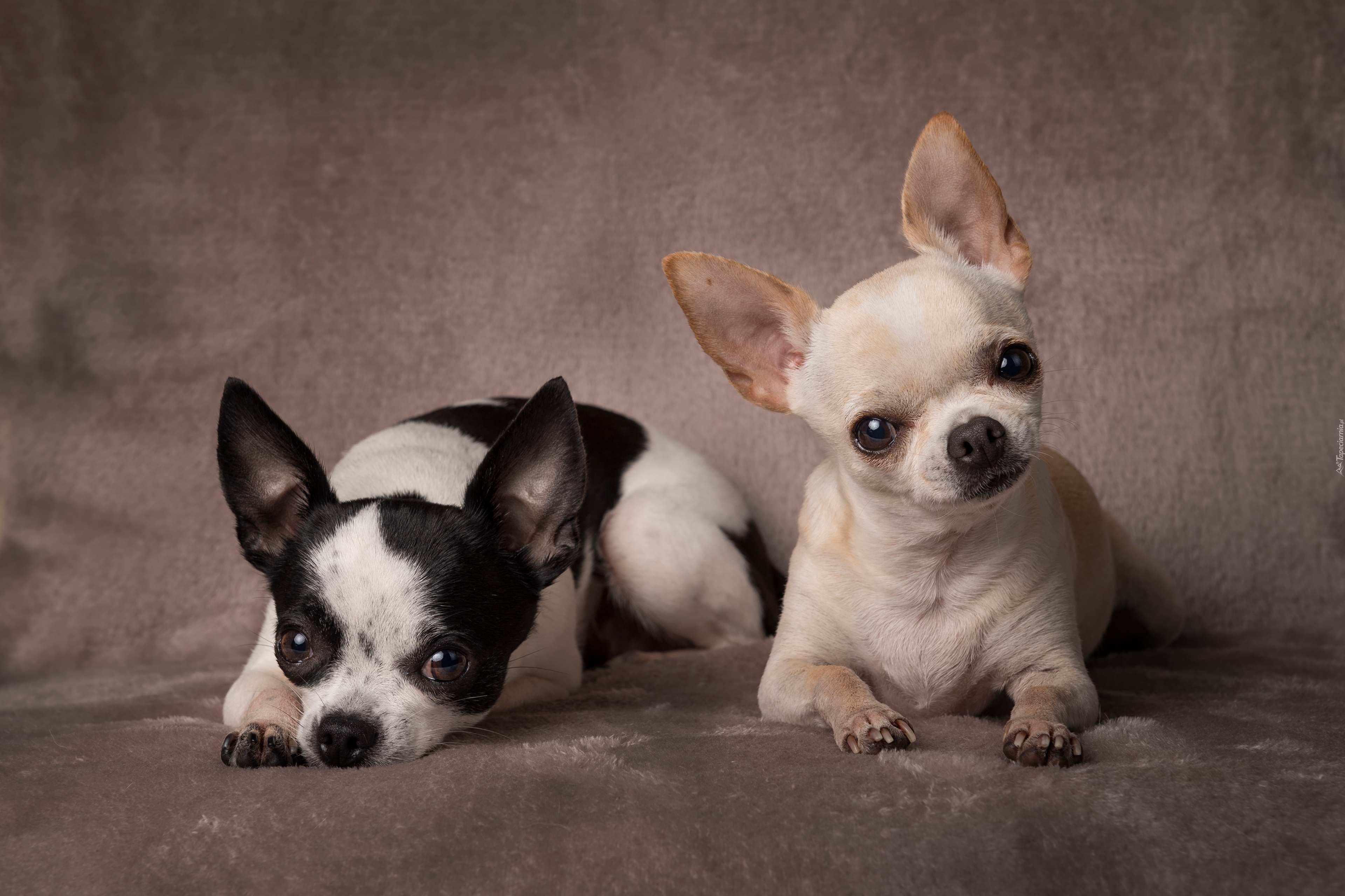 Dwa, Psy, Pieski, Chihuahua krótkowłosa