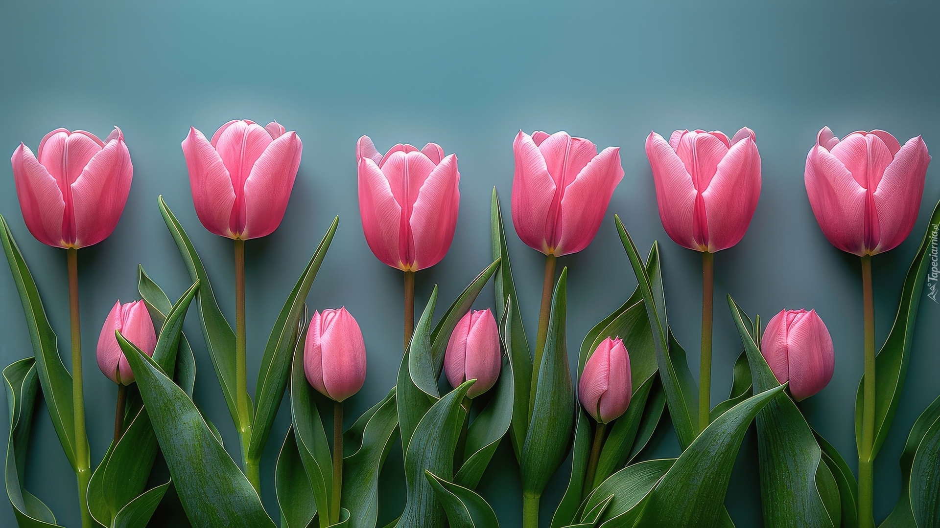 Kwiat, Tulipany, Różowe