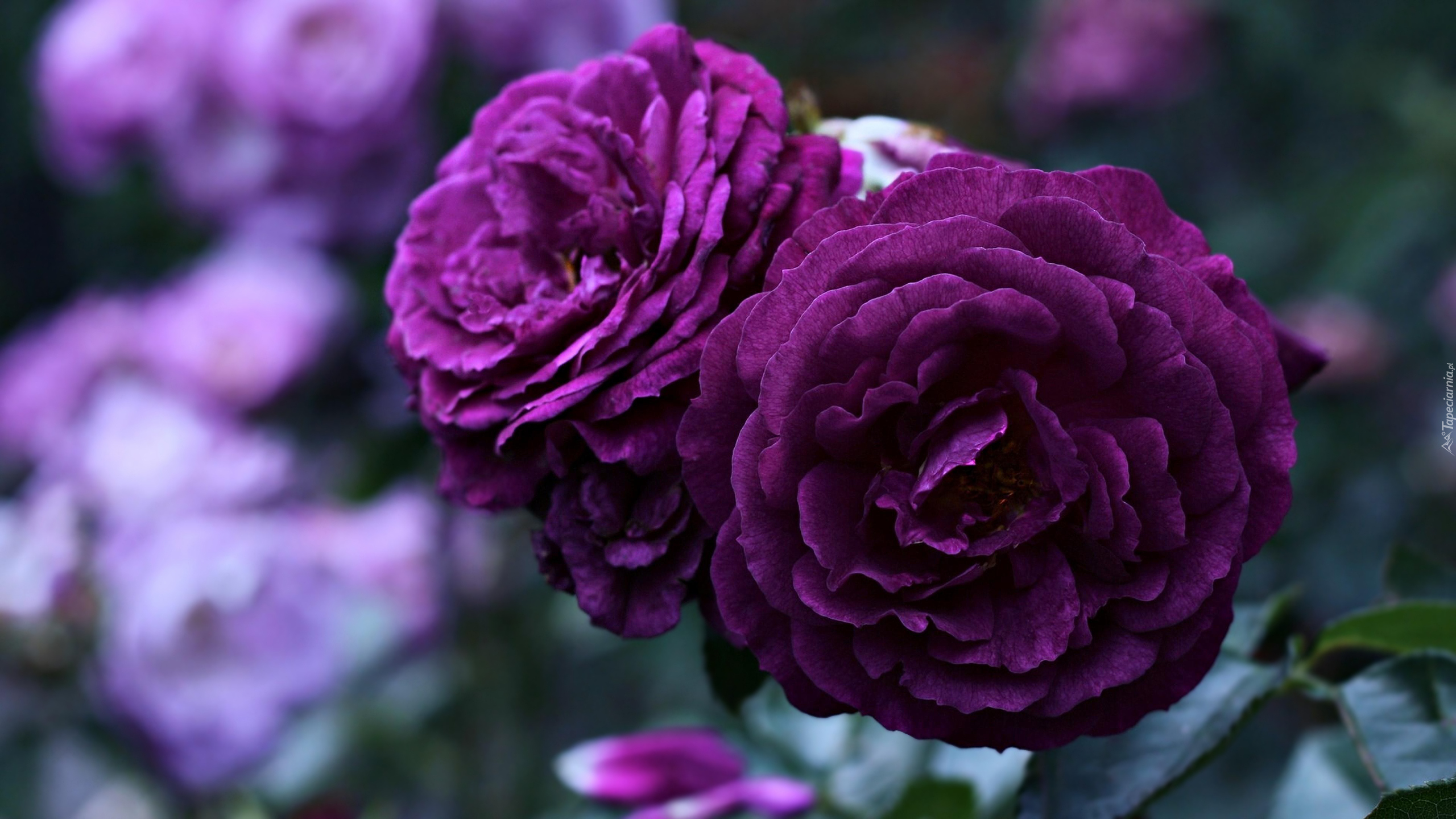Ciemno-fioletowe, Róże