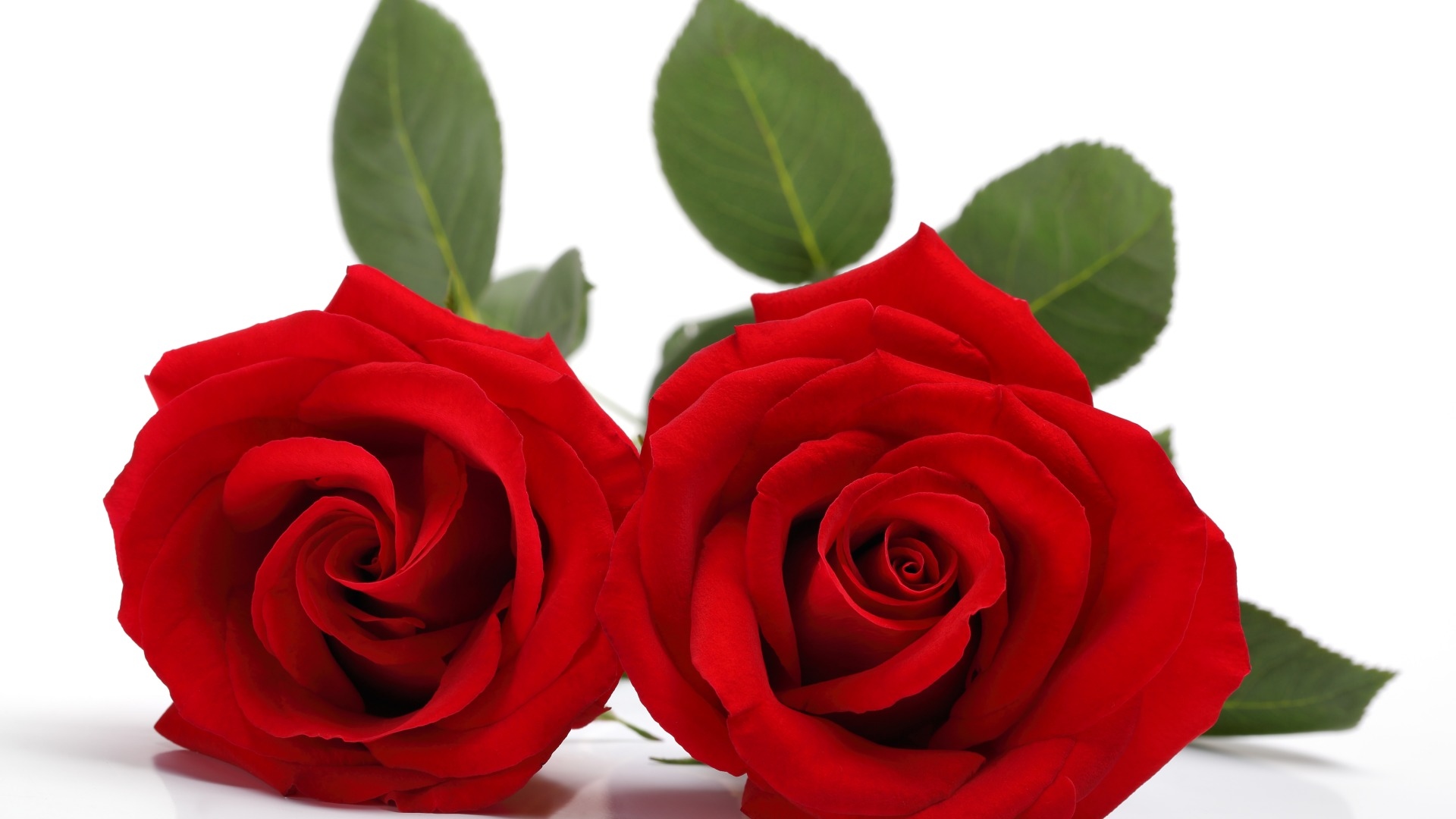 Róża, Czerwony, Kwiat