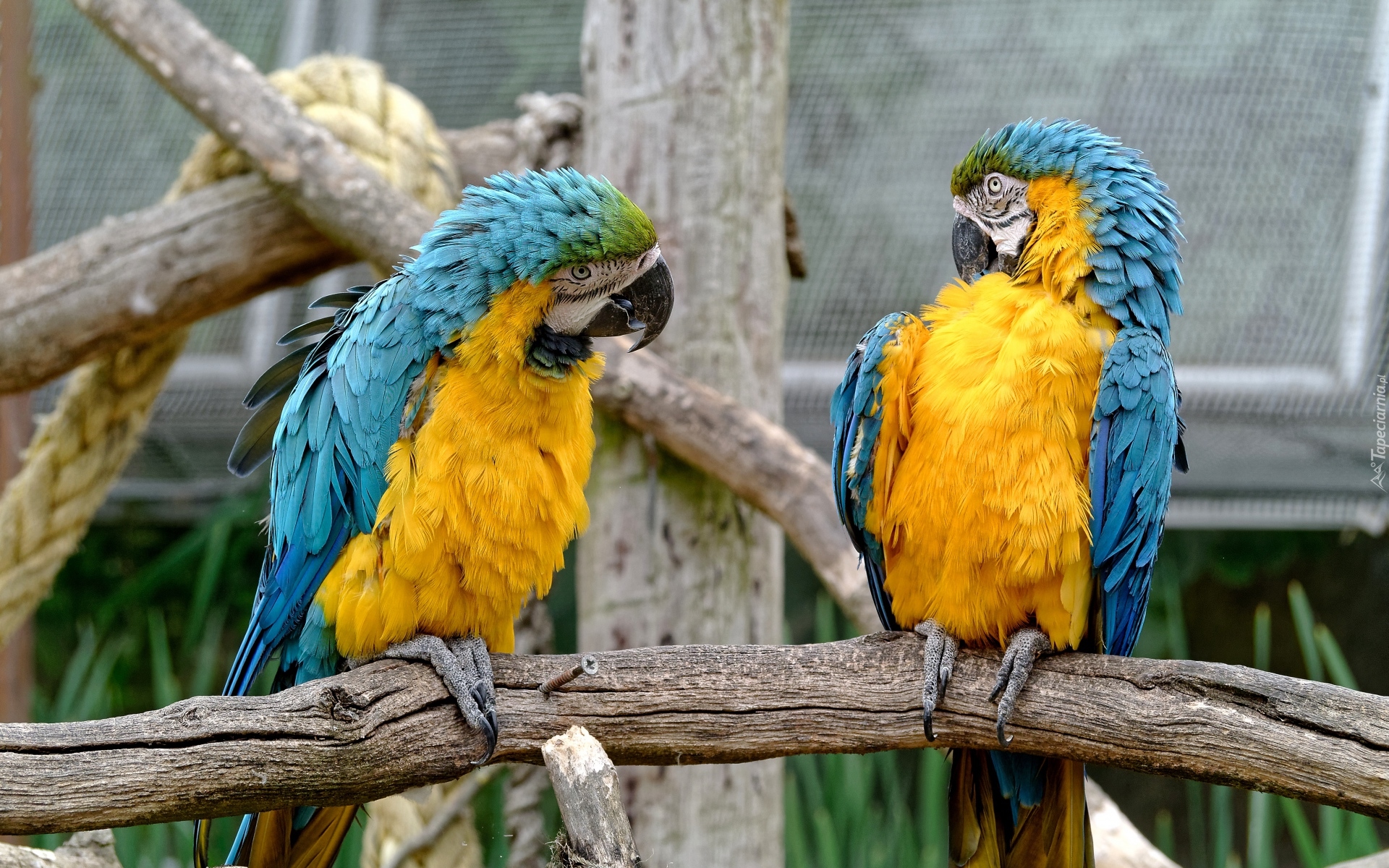 Dwie, Niebiesko-żółte, Papugi, Ary